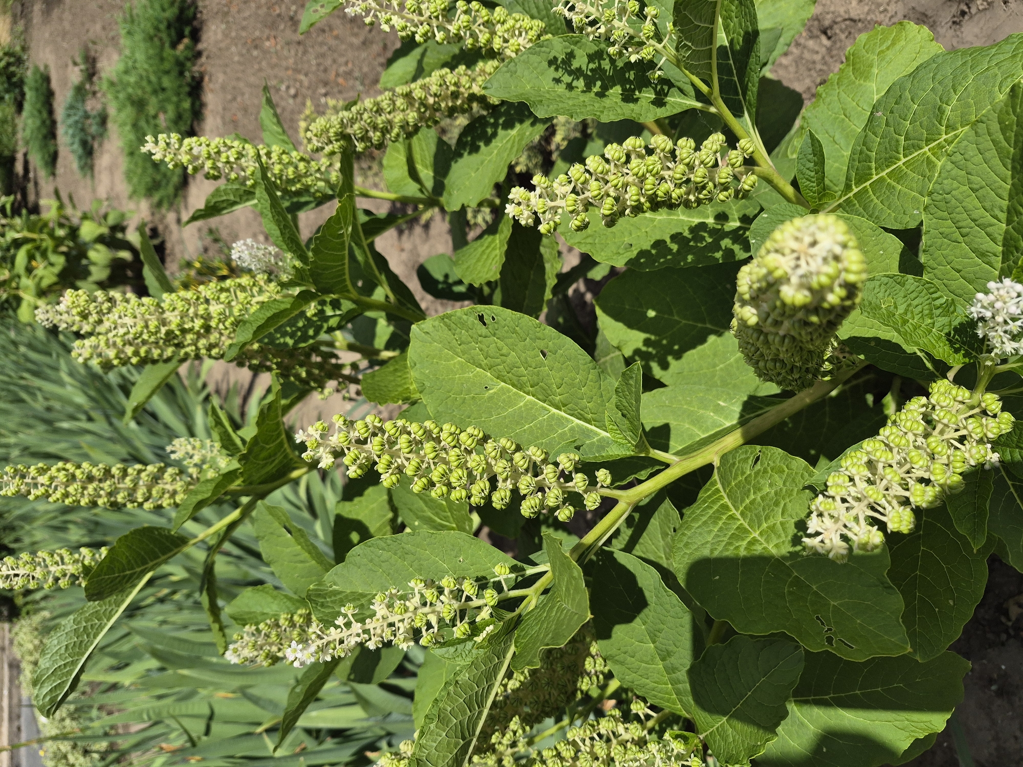 A close-up shot captures a cluster of green, unripe berries on a plant with large, textured green leaves. The berries are arranged in tall, conical clusters, with some small white flowers still visible at the tips of a few clusters. The background is blurred, showing glimpses of a garden bed with soil and low-lying green plants. The lighting suggests it is daytime, casting shadows from the leaves onto the ground. The scene appears to be outdoors in a garden setting.