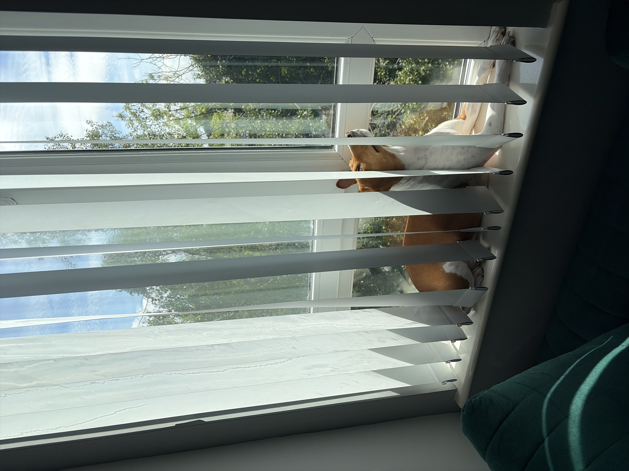 A dog is nestled between the blinds and the window in a brightly lit room. The view outside the window shows trees and a blue sky. The image also shows a part of a green armchair to the right. The location is the city of Salford, United Kingdom.