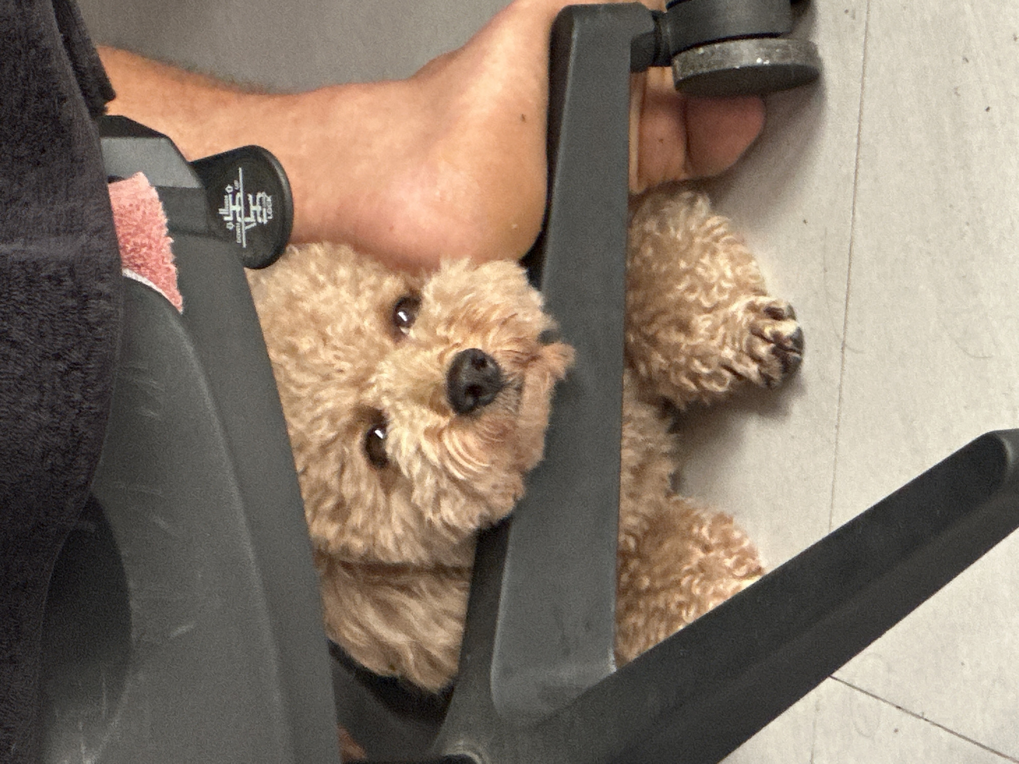 A tan poodle lies partially concealed under a black office chair. A person's bare foot rests next to the dog's head. The scene is indoors on a light-colored tile floor. The location is North Kuta, Indonesia.