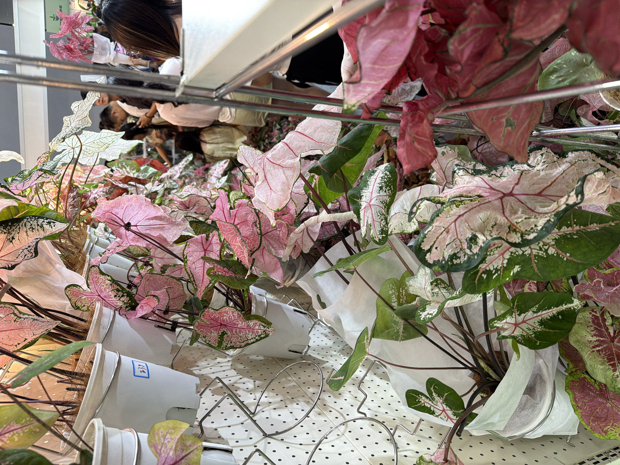The image captures a high-angle view of a display of Caladium plants in white pots, arranged on a metal shelf with a white, polka-dotted surface. The plants feature leaves with varying shades of green, pink, and white, creating a colorful and dense arrangement. Several people are visible in the background, suggesting a retail or market setting. The image, due to it being the location, is likely in Haizhu District, China.