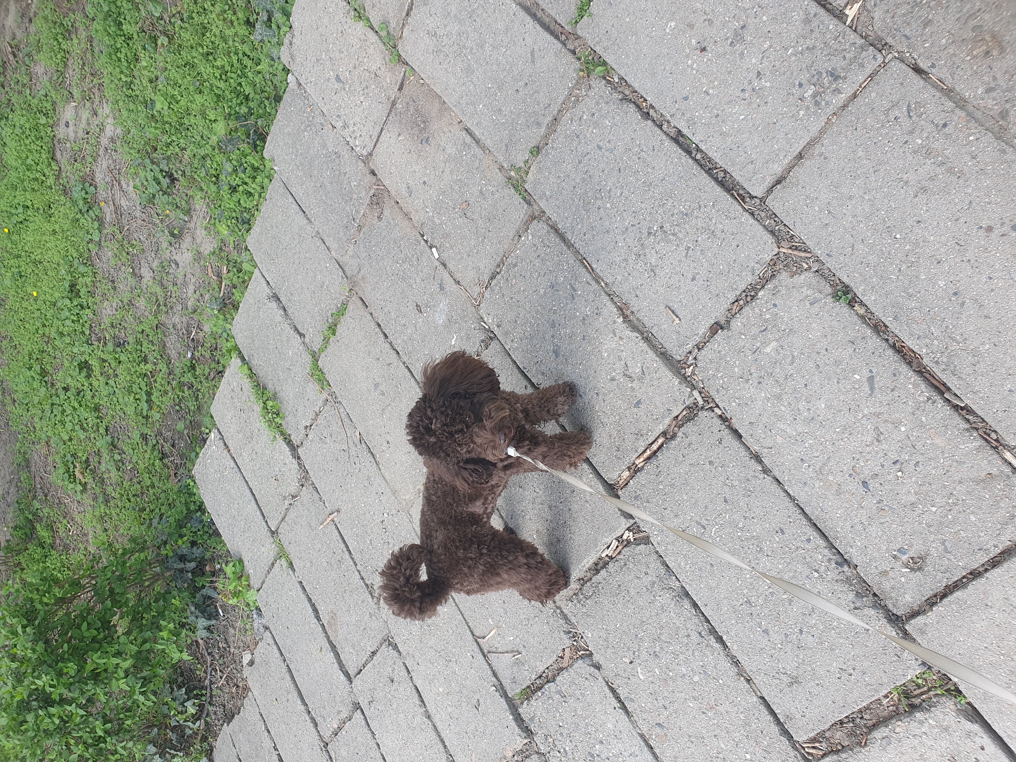 A brown poodle stands on a paved stone walkway in Plovdiv, Bulgaria, leashed to a light-colored nylon leash that extends out of frame. The walkway is bordered on the left by a patch of green vegetation and dirt. The stones are gray, rectangular, and arranged in a running bond pattern. The dog is positioned on the left side of the walkway and facing towards the upper right of the frame. Sunlight suggests it is daytime. The background shows grass and foliage, indicating this could be a park or green space.