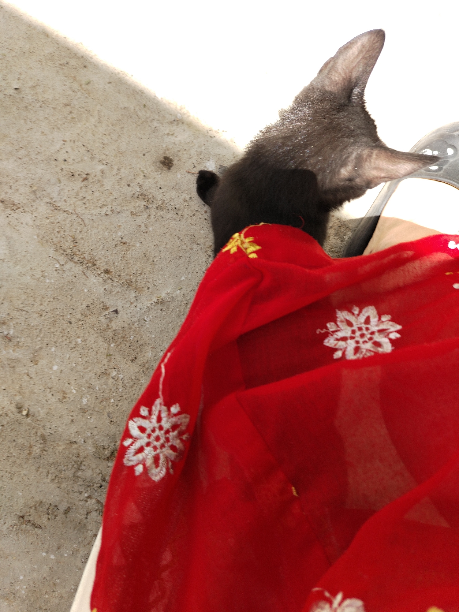 A black dog is next to a concrete surface, partially covered by a red cloth with white floral designs. The setting appears to be outdoors, with a hard, possibly textured ground visible. No people are fully visible, although a portion of a person can be seen with the dog.