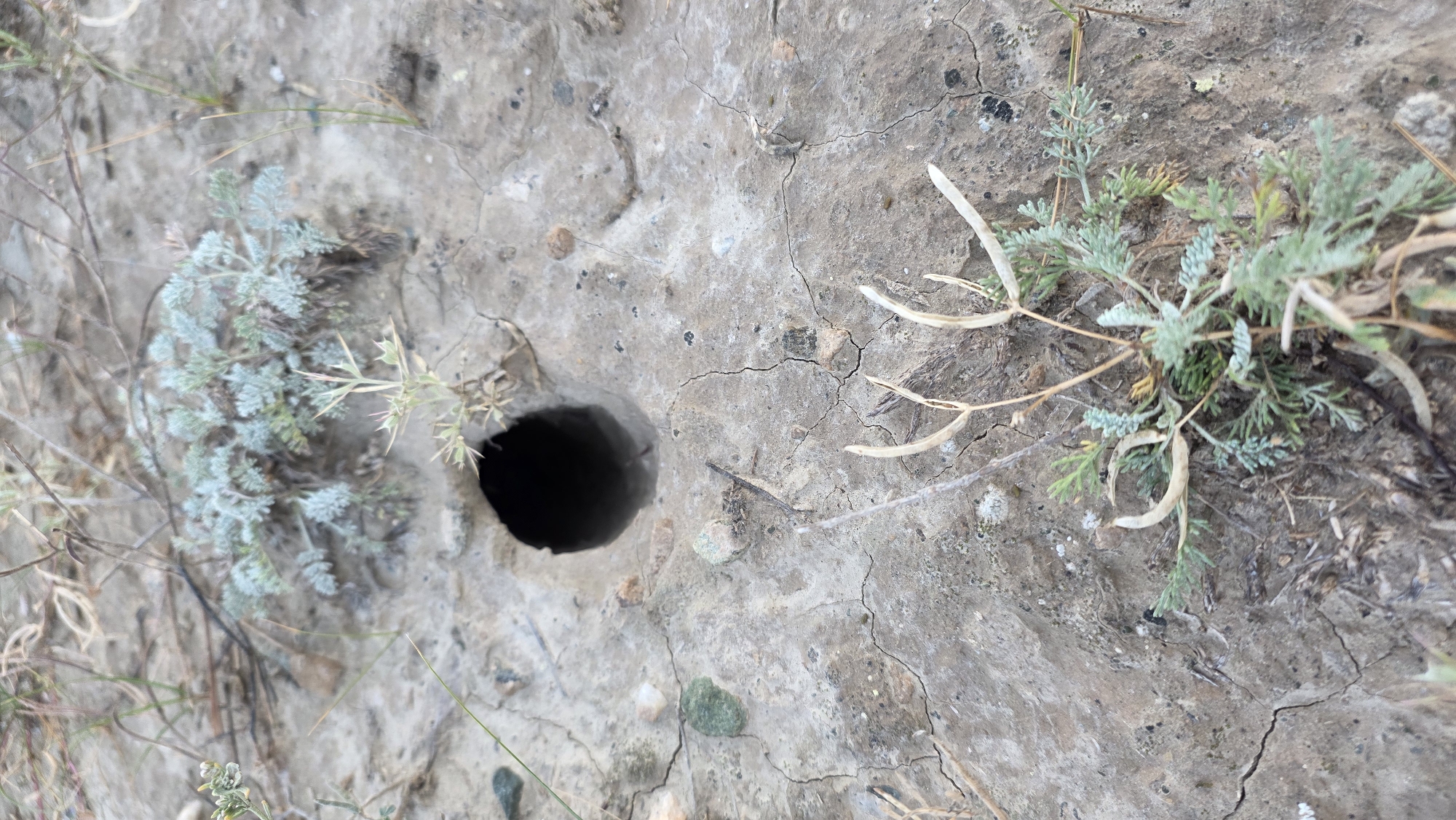 An outdoor, eye-level, close-up shot depicts a small, dark burrow entrance in cracked, dry, earthy terrain. Light green, wispy vegetation sprouts from the ground around the burrow. The background consists of more dry earth and sparse, dried plant matter. The scene appears to be in a natural, undeveloped area within the city of At-Bashi, Kyrgyzstan. There are no people or animals visible in the frame.