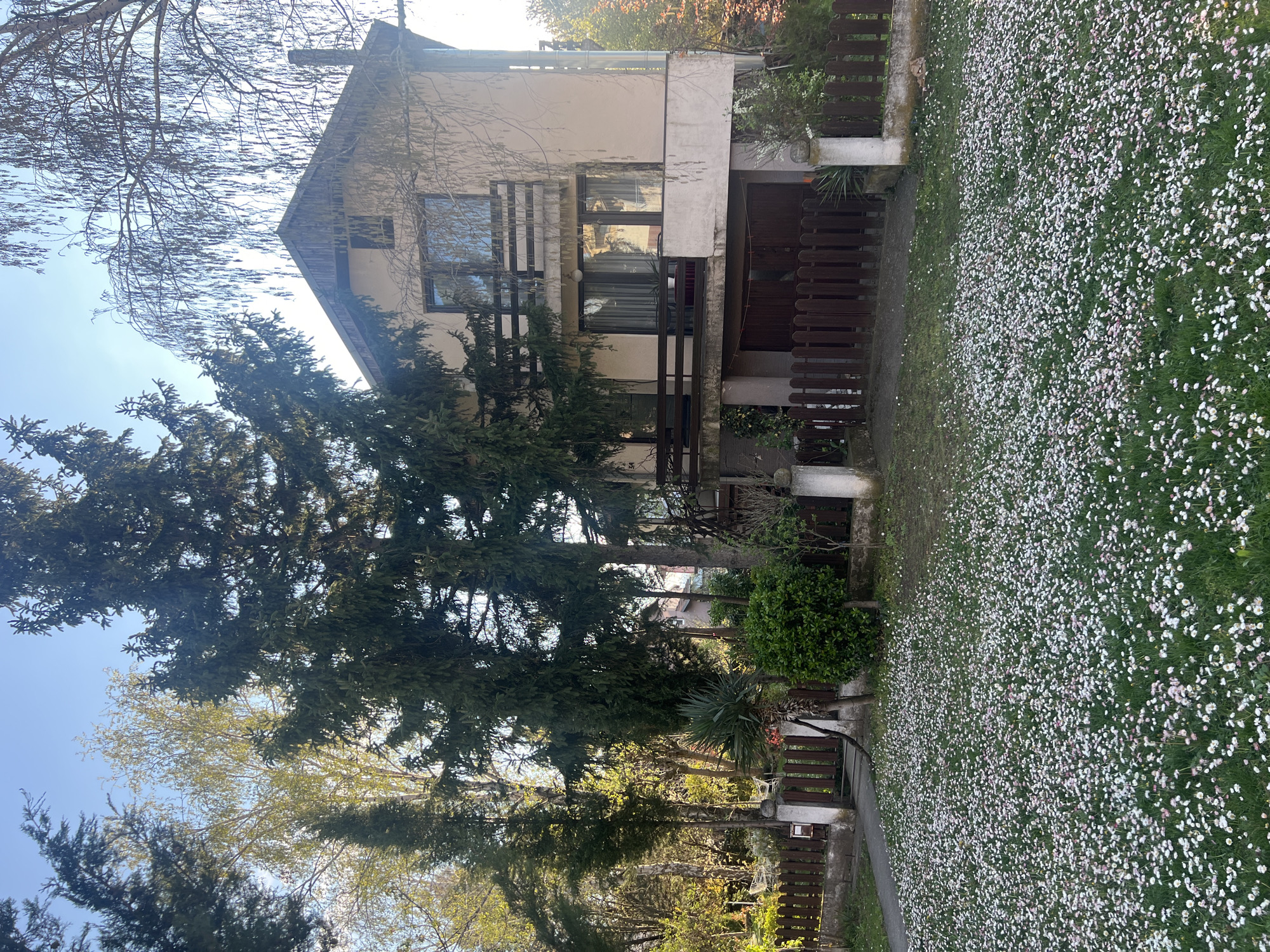 The image depicts a two-story residential building in Smederevska Palanka Municipality, Serbia. The building is characterized by a light-colored facade, a dark brown wooden balcony, and several windows. Dense evergreen trees partially obscure the view of the building. The foreground features a lawn densely covered with small white and pink flowers. A wooden fence surrounds the property. The sky is visible in the upper-left corner, indicating a daytime setting. No people are visible in the scene.