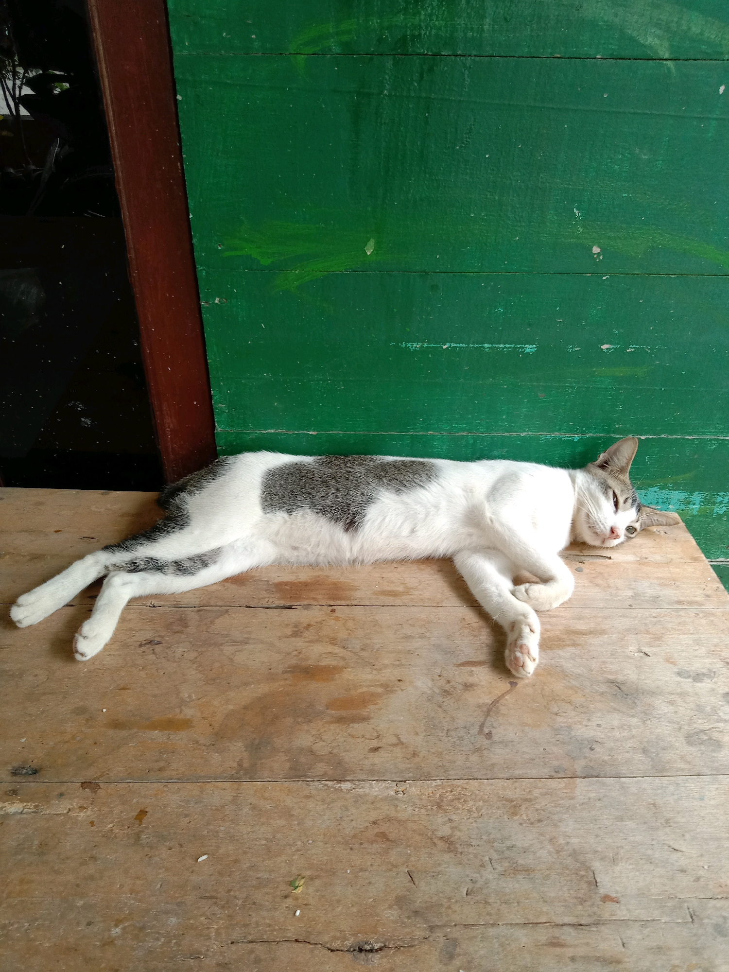 A white cat with gray markings is lying on a wooden surface. The cat is positioned horizontally, with its head resting on its paws. The background consists of a green wooden wall and a dark vertical element that appears to be a doorway or frame. The wooden surface the cat is lying on is made of planks and shows some signs of wear.
This image does not contain enough information to determine its specific location within the city of Lhokseumawe, Indonesia, or any other city.