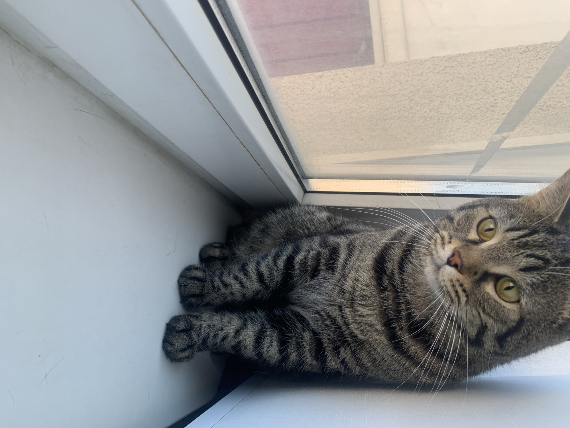 A tabby cat with yellow eyes sits on a white windowsill next to a window. The cat is facing the camera, with its paws tucked beneath it. The window shows a textured outdoor surface with a hint of red. The lighting suggests it is daytime.