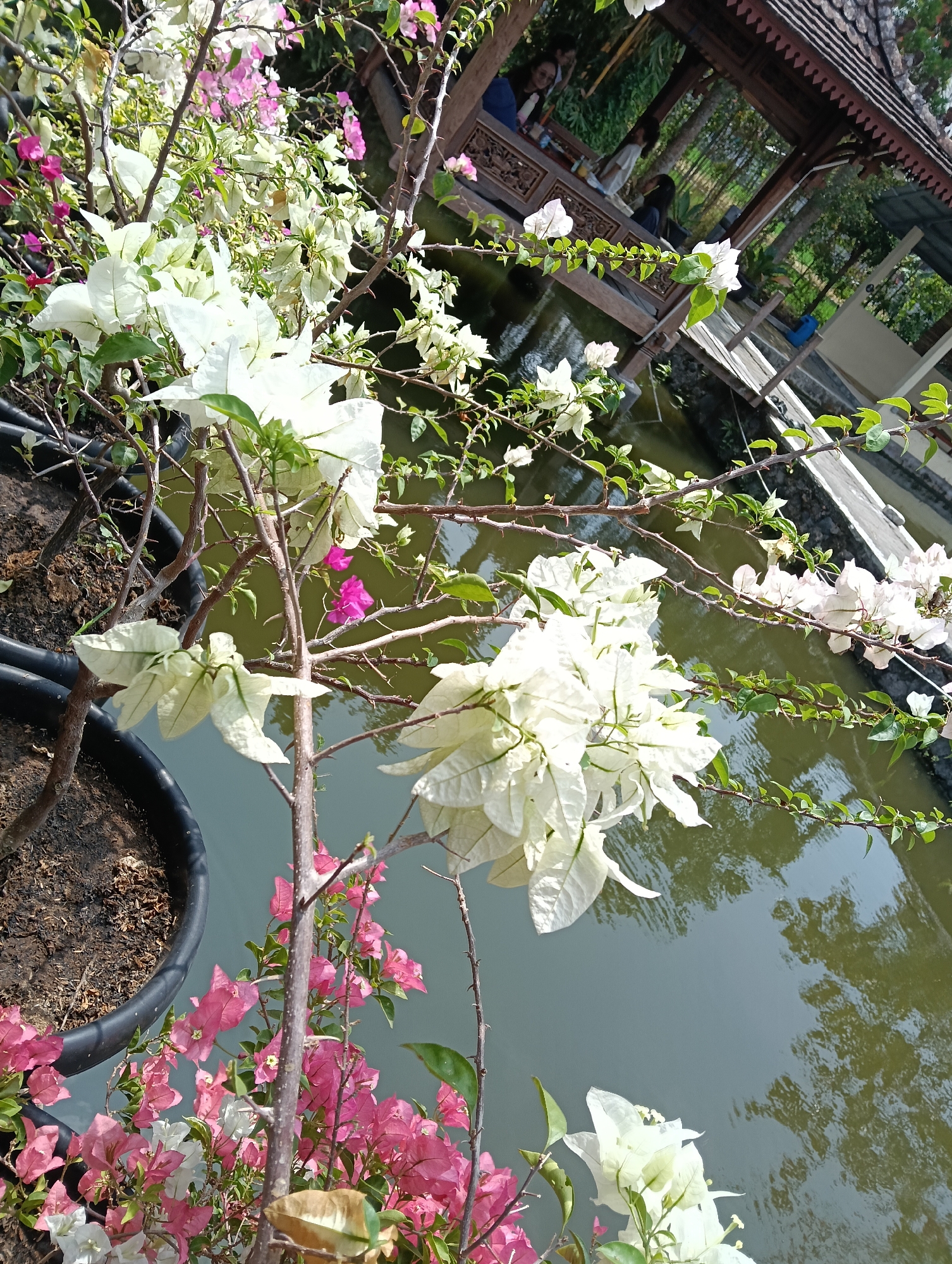 In a tranquil outdoor setting, likely in Ngrajek, Indonesia, a cluster of vibrant bougainvillea plants dominates the foreground, their papery white and pink bracts catching the sunlight. The flowers spill over the edges of large black planters. Behind the flowers, a calm body of water reflects the surrounding greenery and a traditional wooden gazebo. Within the gazebo, several individuals are seated, appearing relaxed and engaged in conversation. The architecture of the gazebo, with its ornate carvings and tiled roof, suggests a cultural or recreational space. The overall scene evokes a peaceful atmosphere, with the bright blooms and natural elements harmonizing with the human presence in the shaded shelter.