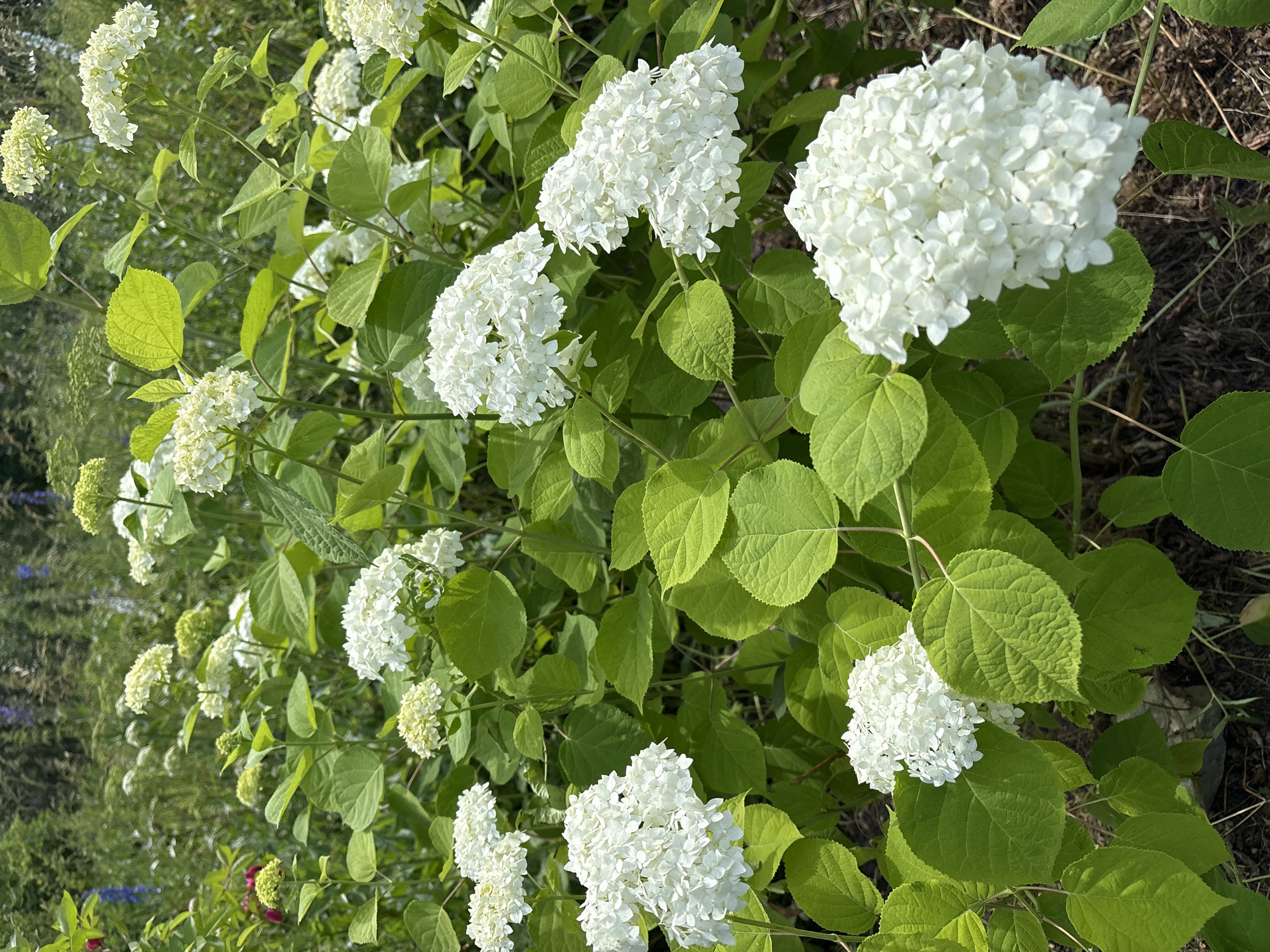 A close-up, eye-level shot captures a lush garden filled with white hydrangeas. The hydrangeas, with their dense clusters of small white petals, are the primary focus, appearing in various stages of bloom. Some are fully open and spherical, while others are still forming buds, hinting at their spherical shape. The leaves of the hydrangea plants are a vibrant green, broad, and textured, providing a striking contrast to the delicate white flowers. The background is softly blurred, revealing hints of other greenery, tall grasses, and some delicate blue and purple flowers, suggesting a natural and somewhat wild garden setting. The lighting indicates a bright, sunny day, with dappled light creating subtle shadows and highlighting the textures of the leaves and petals. There are no people or animals visible in the frame. The scene is set outdoors, in what appears to be a well-established garden.