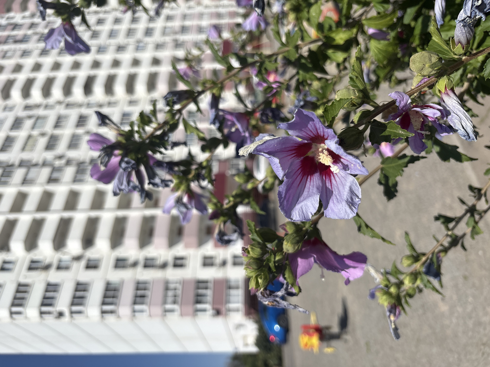 The image depicts a close-up view of blooming hibiscus flowers in the foreground, with a residential building and a blue car visible in the background. The building is a multi-story structure with a light-colored facade and numerous balconies. A blue car is parked on an asphalt surface. The flowers are a pale purple with darker pink centers and are in various stages of bloom and wilting. The scene appears to be set in an urban environment. Based on the architectural style and the presence of a blue car, the location is likely Rostov-on-Don, Russia.