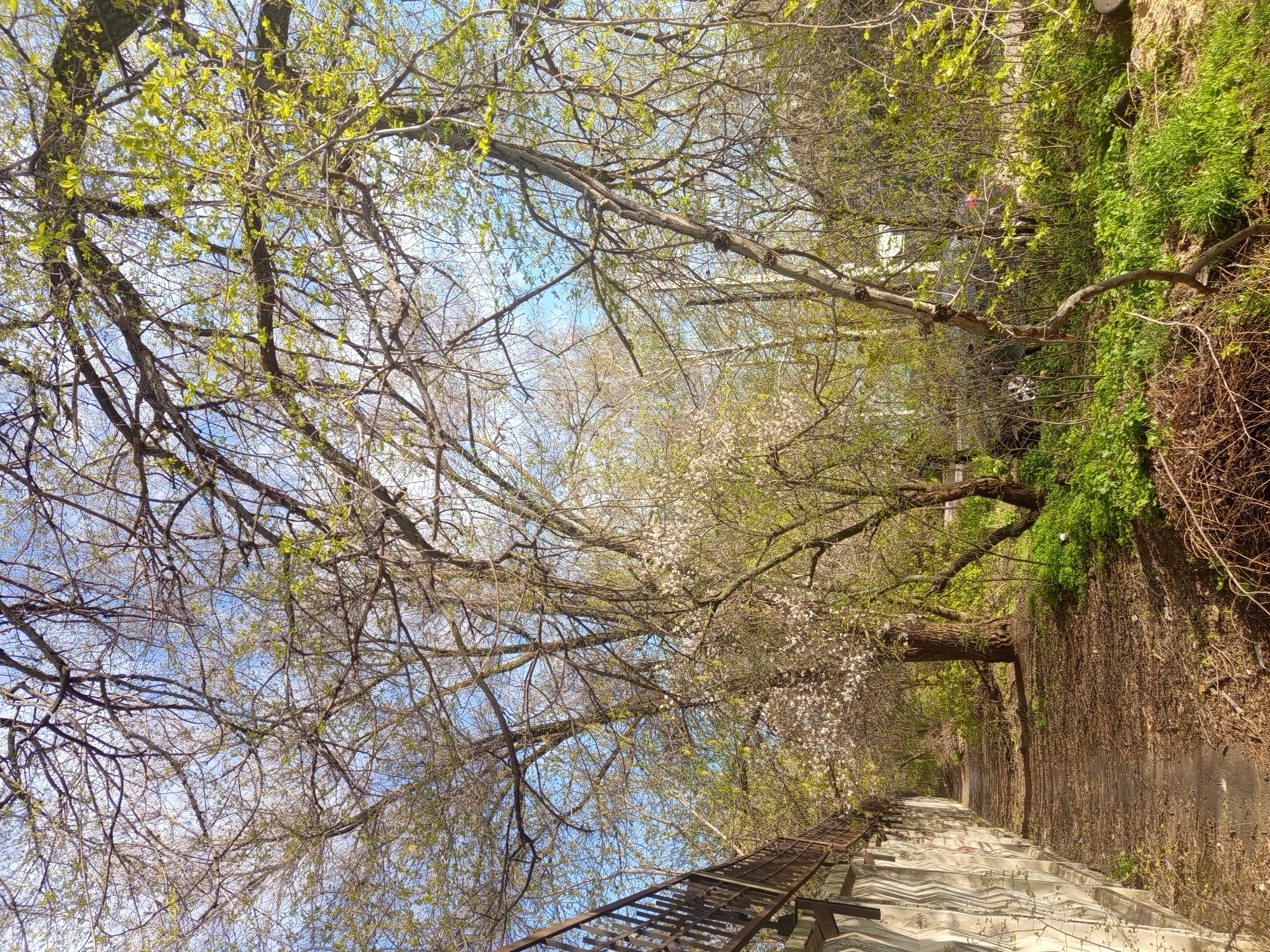 A sidewalk with a metal railing is situated on the left side of the image. A concrete retaining wall covered in vines and foliage is on the right. A path with steps leads into the distance. Trees with budding leaves and blossoms line the sidewalk, creating a canopy overhead with glimpses of blue sky. The location is likely in a park-like setting in or near Совхоза "Воронежский", Russia.