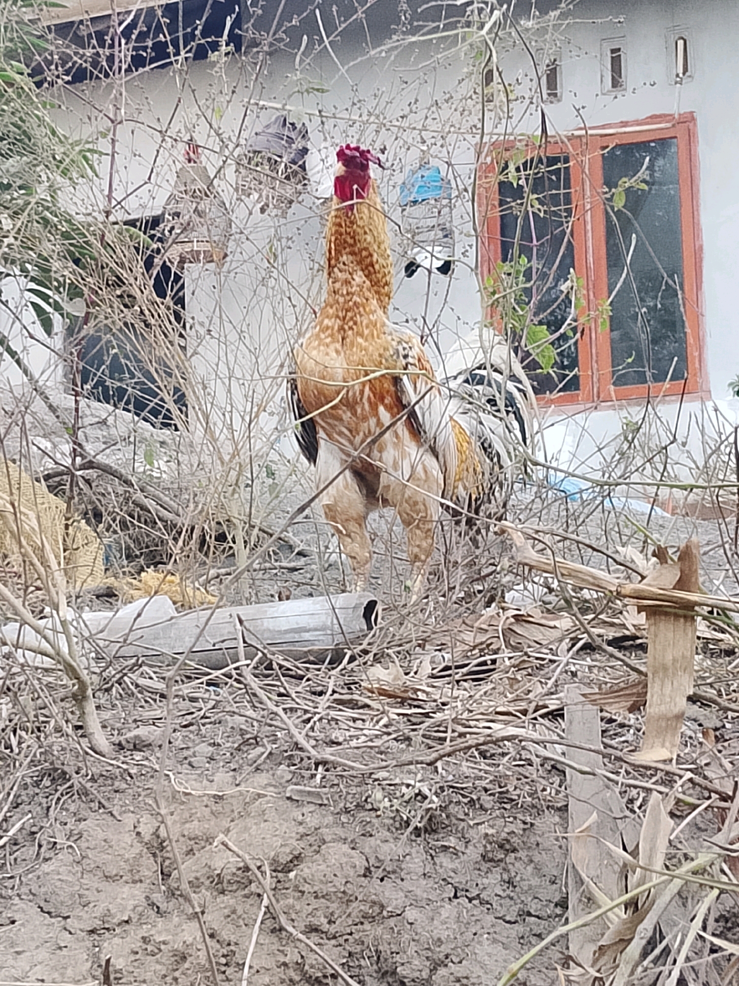 A rooster stands in dry vegetation in front of a building. The rooster is mostly brown with a red comb and wattle, and it has a black and white tail. It is facing away from the camera, with its head turned to the right. The building in the background is white with a brown-trimmed window. The ground is covered in dirt and dry branches. The scene is outdoors, with natural lighting.