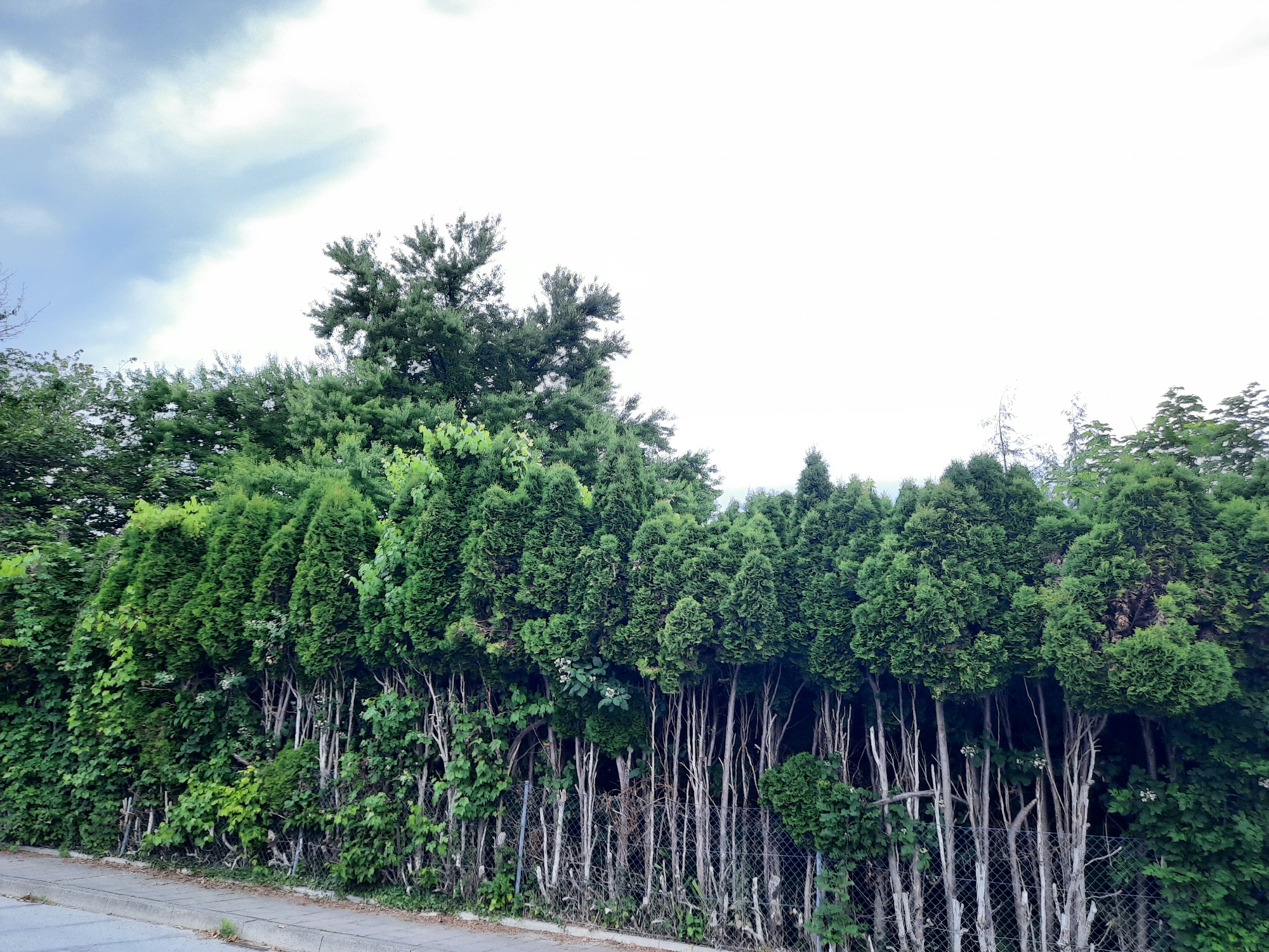 The image captures a dense, green hedge bordering a sidewalk in Rosenheim, Germany. The hedge is composed of multiple tall, conical evergreen trees, likely Arborvitae or similar species, planted closely together. Beneath the dense canopy of the evergreens, a network of thin, pale branches and stems is visible, interspersed with patches of darker foliage and some climbing vines. A chain-link fence runs along the base of the hedge, partially obscured by the vegetation. The sidewalk in the foreground is paved with concrete slabs and has a curb separating it from an asphalt road surface. The sky above is overcast with a bright, washed-out appearance, with patches of grey clouds suggesting diffused sunlight. The scene is static, with no people or animals present.