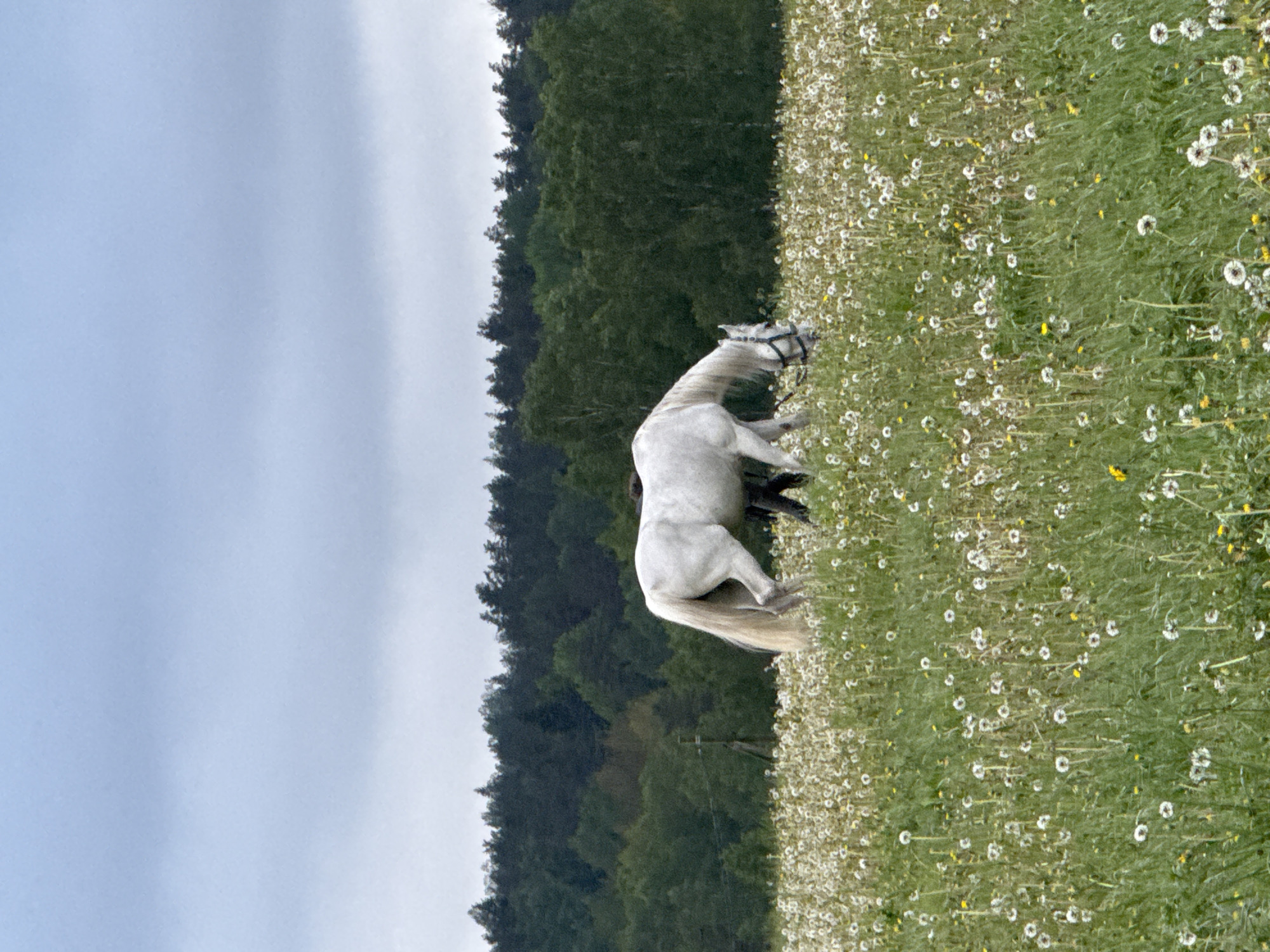 A white horse stands in a field of dandelions, with a forest in the background and a cloudy sky overhead. The location is Unknown, Russia.