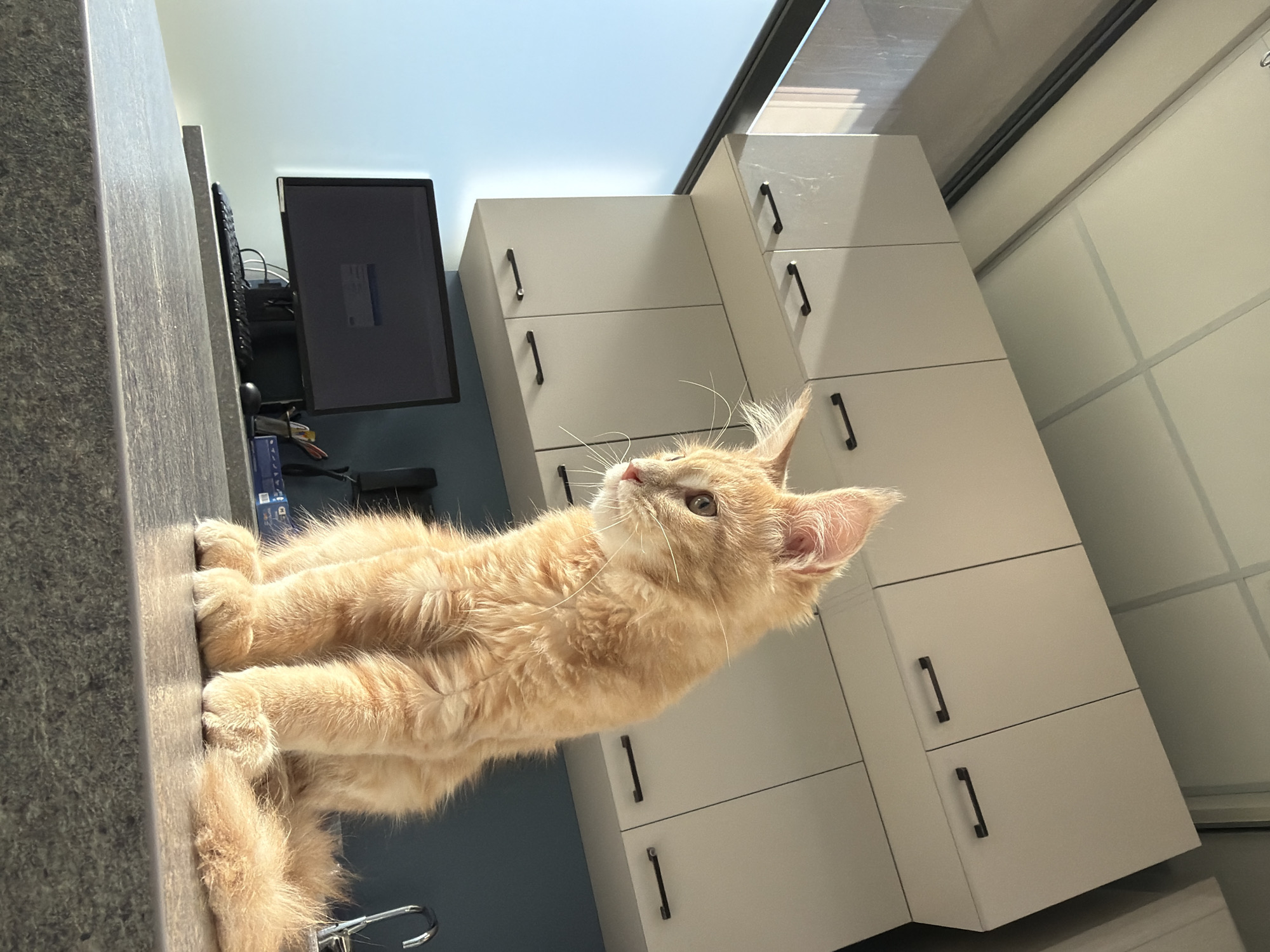 An orange tabby kitten is sitting on a speckled grey countertop, looking to its left. The kitten has long, fluffy fur and large ears. Behind the kitten, white cabinets with dark handles line the wall. To the left of the cabinets is a large window with a view of a bright blue sky. In front of the cabinets, on the countertop, is a computer monitor, keyboard, and mouse. The scene appears to be a clean, modern office or examination room, possibly in Sofia, Bulgaria.