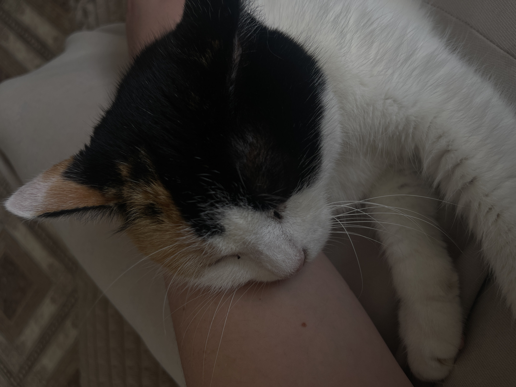 A calico cat is sleeping on a person's arm. The cat has black, white, and orange fur. Its eyes are closed, and its whiskers are visible. The person's arm is fair-skinned. The background is blurred, but appears to be a beige sofa or chair. The location and city of Zhigalki, Russia, are not discernible from the image.