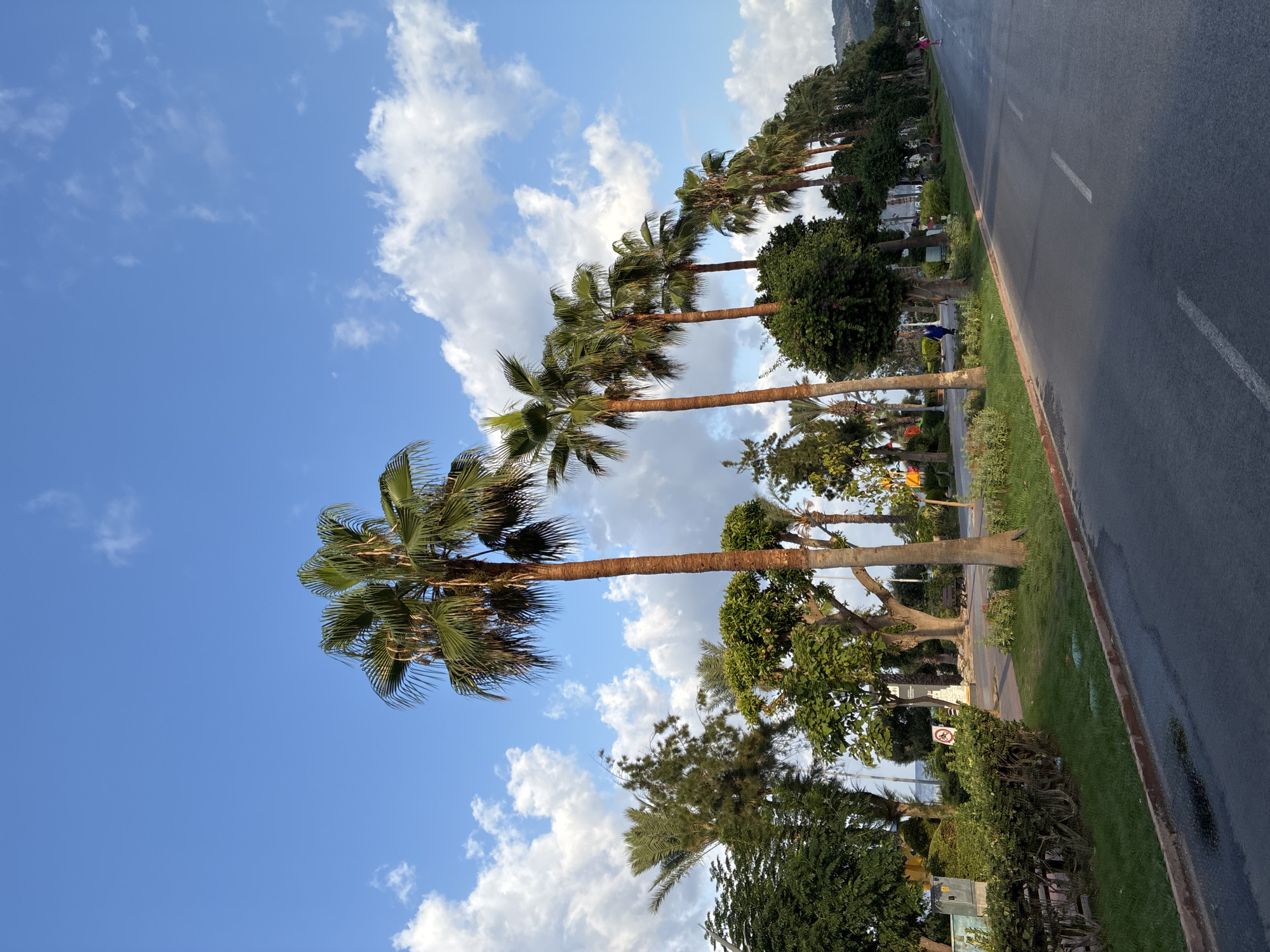An outdoor, low-angle, full shot captures a street lined with palm trees under a partly cloudy blue sky in Alanya, Turkey. The asphalt road is empty except for a distant figure of a woman in pink walking to the right. The left side of the road features a paved pedestrian walkway bordered by lush green grass, manicured bushes, and various trees, including several tall palm trees. Some trees have brown, textured trunks, while others are covered in vibrant green foliage. In the distance, more palm trees form a line along the road. The sky is a bright blue, dotted with fluffy white clouds. The scene appears to be a coastal town with a wide road and a well-maintained promenade.