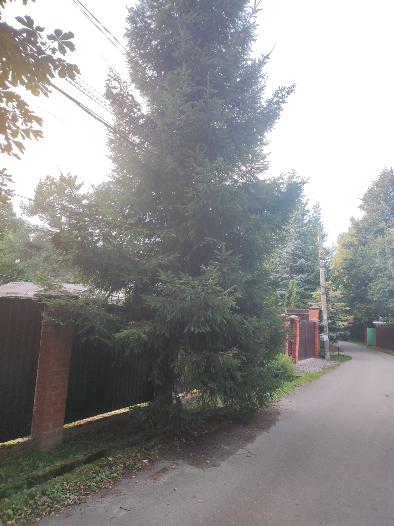 In the city of Alabino, Russia, on a cloudy day, a tall evergreen tree dominates the foreground, its branches extending over a paved pathway. To the left, a brick and metal fence runs along the pathway, with a portion of a building visible behind it. The pathway curves into the distance, bordered by more trees on the right. Overhead, power lines are visible against the bright sky.