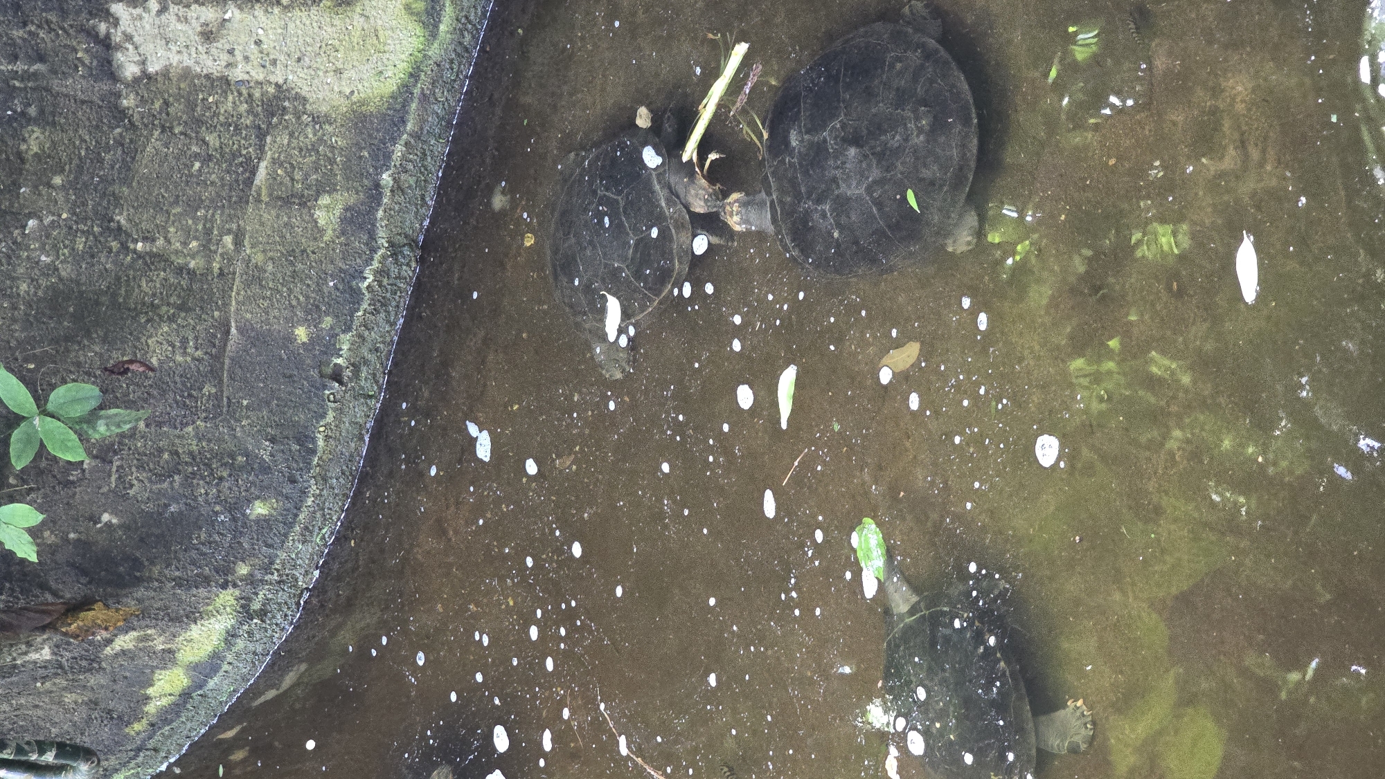 In a murky, shallow body of water, three turtles are visible. The water has a brown tint and is covered with small white bubbles and some fallen leaves. The edge of the water is a concrete structure that appears weathered and has some moss and plant growth on it. The turtles are dark-colored with visible shells and limbs. One turtle is in the foreground to the left, partially submerged and facing left. Another turtle is in the center-right, facing upwards and slightly to the left, with its head extended. A third turtle is in the upper right portion of the image, facing left. The scene appears to be outdoors in a natural or semi-natural setting.