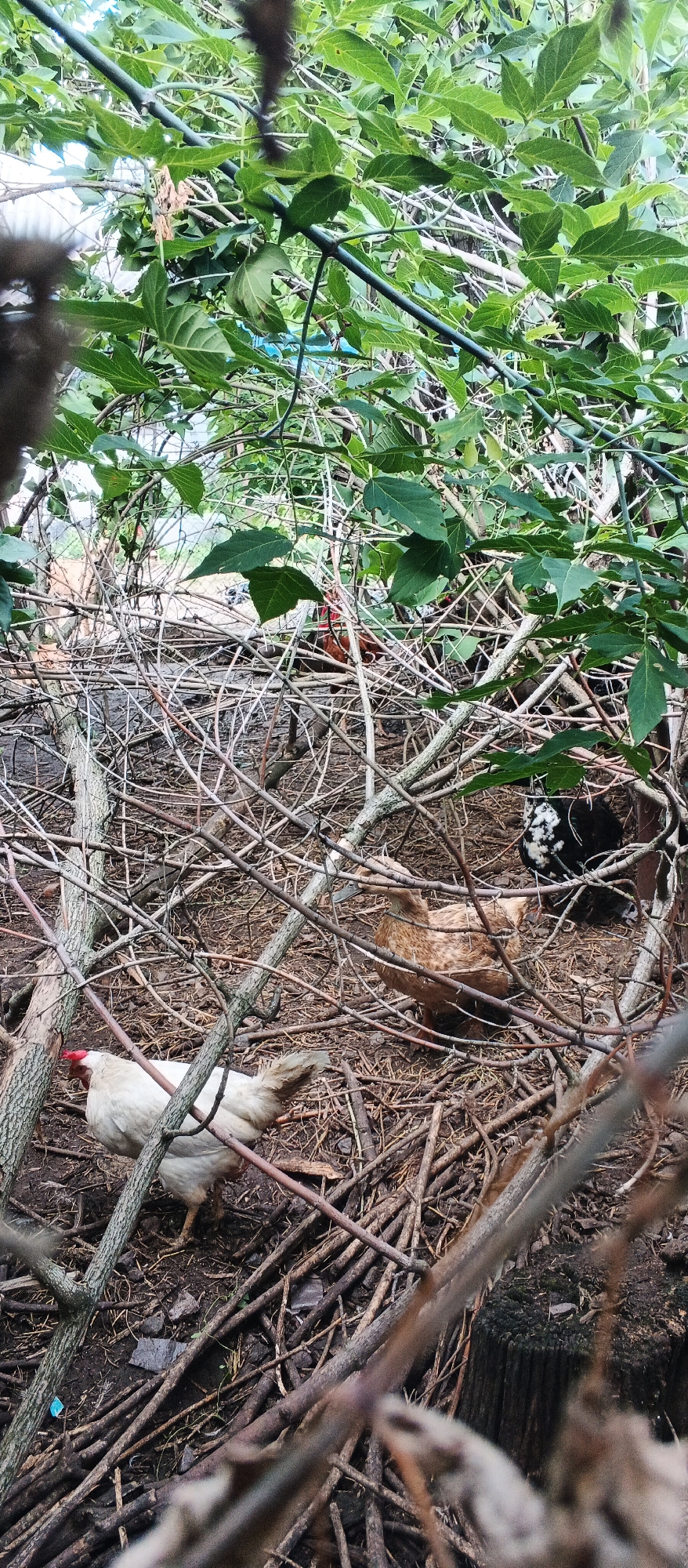 A vertical, close-up, outdoor, eye-level shot depicts a cluttered natural environment with three fowl amongst dried brush and green foliage. In the foreground, a white hen with a red comb faces left, with its lower body obscured by branches. Behind it and slightly to the right, a brown duck with a light bill faces right. Further back and to the right, a black and white speckled hen is partially visible. The ground is composed of dark soil and debris. The background is dominated by dense green leaves and thin branches. The image is located in Popivka, Ukraine.