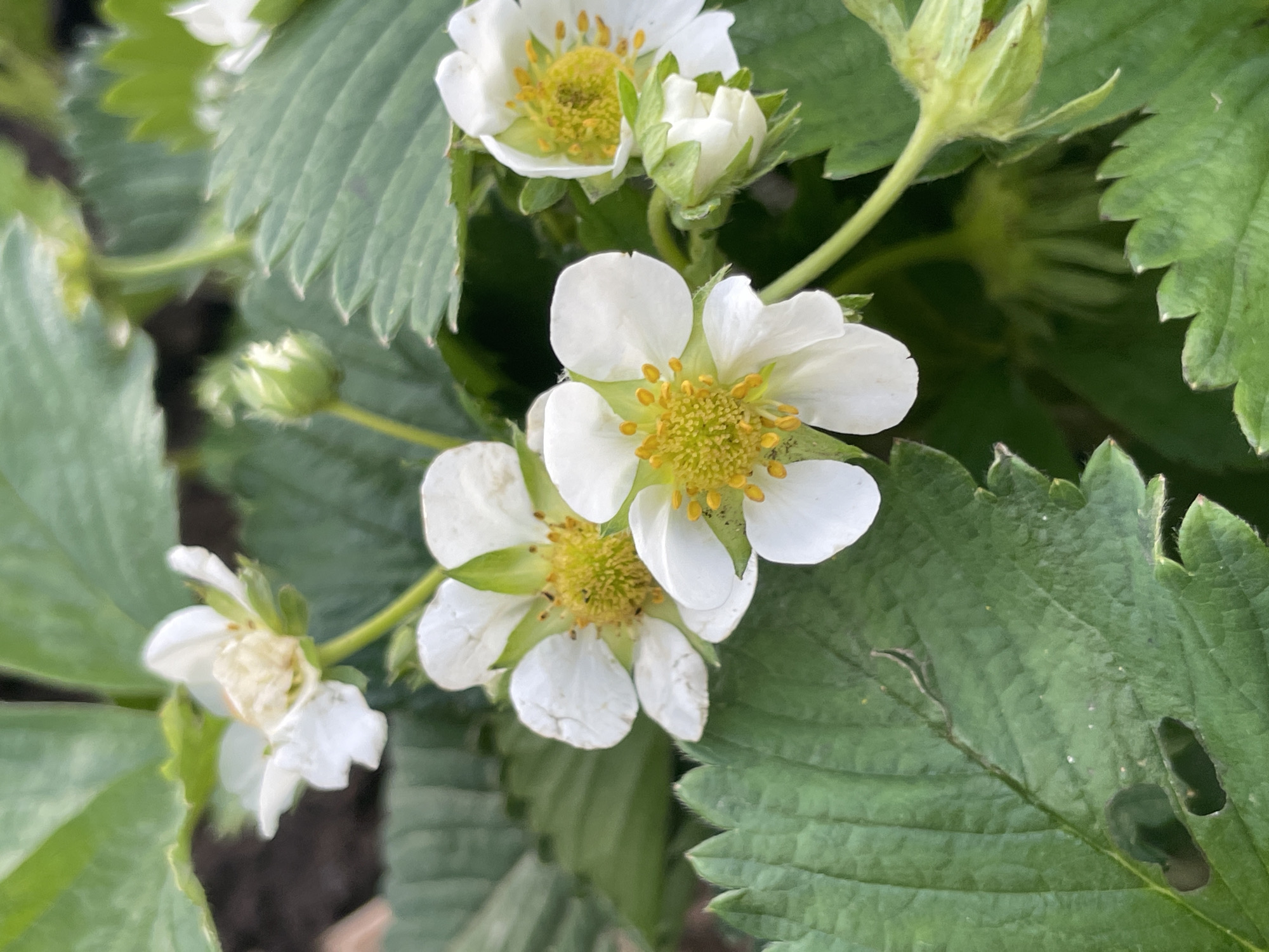 The image depicts a close-up view of strawberry plants in bloom. Several white, five-petaled strawberry flowers with yellow centers are visible, surrounded by green, textured strawberry leaves. There are also several unopened flower buds. The image suggests the scene is located in an outdoor garden setting. There is no evidence to confirm the specific location of Zav'yalovo, Russia. The description is based solely on the visual elements present in the image.