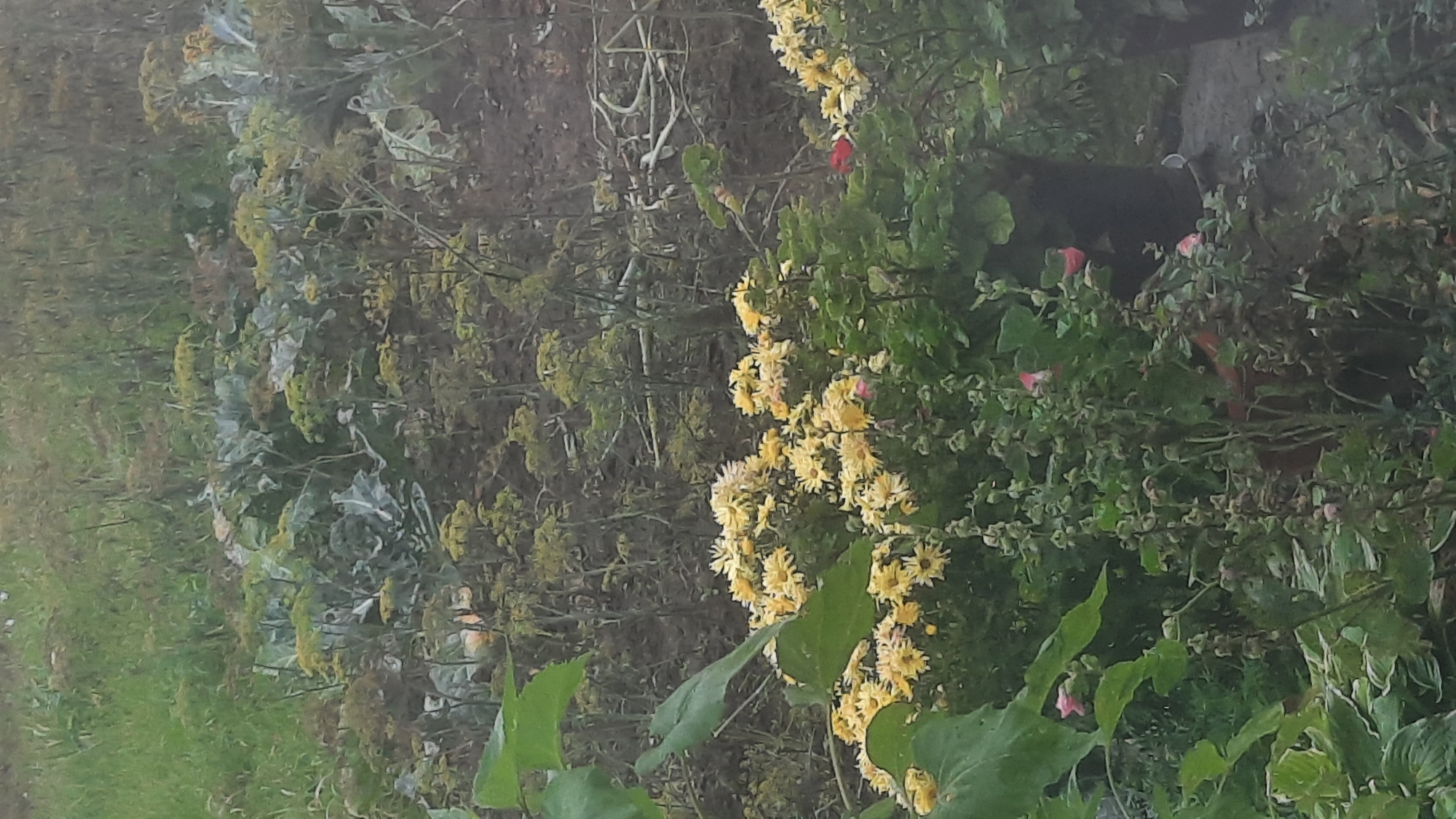 The image depicts a garden area with various plants, including yellow chrysanthemums in the foreground and what appear to be cabbage or similar leafy vegetables in the background. There are also other green leafy plants and some drier, twiggy vegetation. The lighting suggests it might be overcast or late in the day. The scene is outdoors, in what could be a domestic garden or a park. There is no visible indication of the specific location within the city of Шклоў, Belarus.