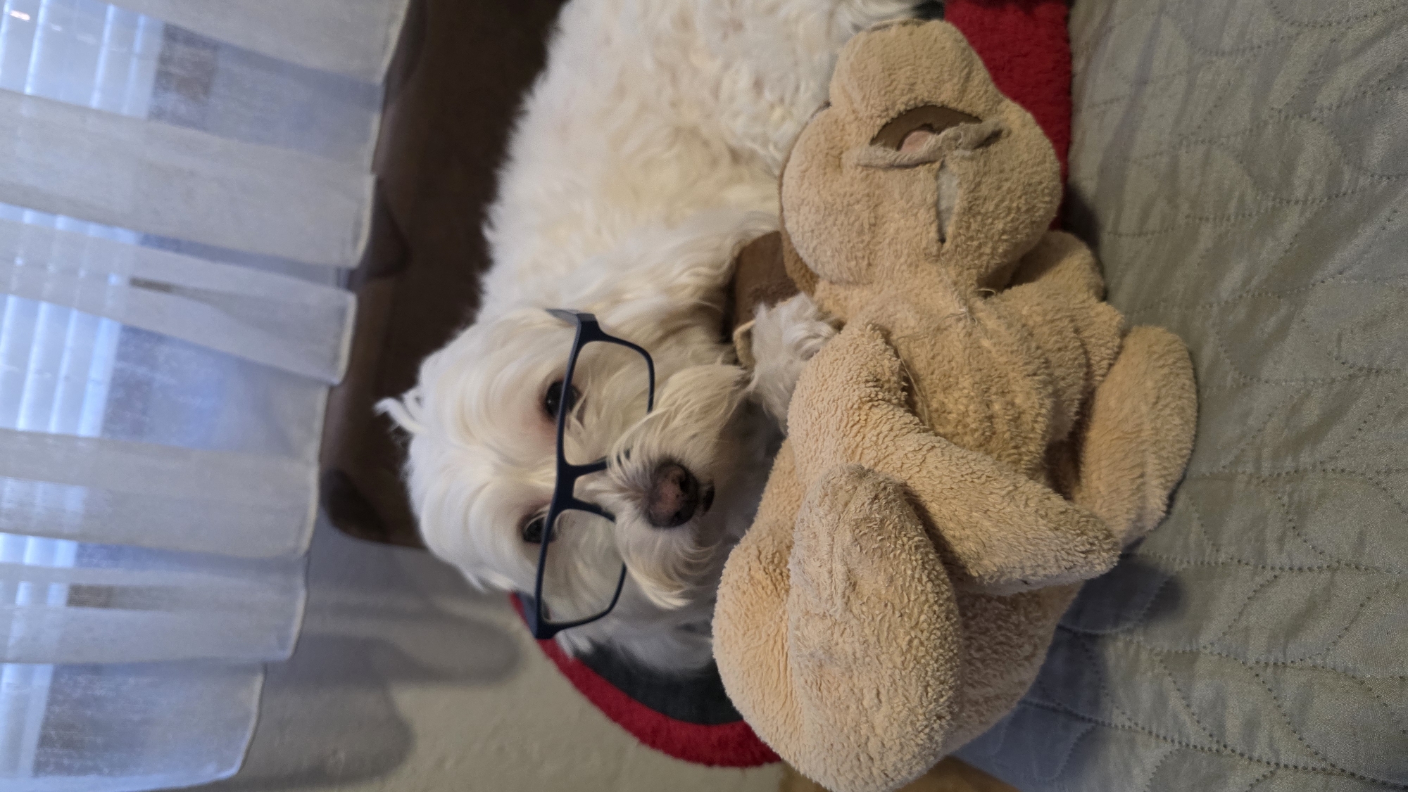 A small, fluffy white dog, likely a Maltese or similar breed, is depicted lying down in an indoor setting. The dog has long, white fur and is distinctively wearing dark-framed eyeglasses perched on its nose, giving it a playful and intellectual appearance. Its dark eyes are directed towards the viewer, conveying a calm and curious expression.
The dog is resting on a soft, textured surface, possibly a sofa or bed, covered with a light gray, quilted fabric. A hint of a red object or cushion is visible underneath the dog's chest. Beside the dog, a light brown, plush toy, possibly an animal like a monkey or a frog, is snuggled close. The toy appears well-loved and slightly worn, suggesting it's a favorite companion.
To the left of the scene, a window with white horizontal blinds allows natural daylight to filter into the room, indicating it is daytime. The overall ambiance is cozy and peaceful. The image is taken from a slightly elevated perspective, looking down at the subjects. No specific location cues for Blagoevgrad, Bulgaria are visible within the image itself. There is no visible text in the media file.