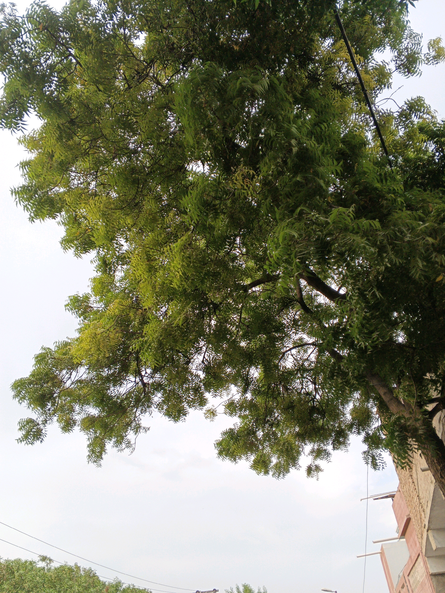 The image displays a close-up view of a large neem tree with lush green foliage, its branches extending across the frame against a pale sky. The perspective is from below, looking up into the canopy. On the right side of the image, a portion of a building with a textured, light-colored facade and red-brown trim is visible. Electrical wires are strung across the scene, one prominent black wire running diagonally from the upper right towards the center left. In the distance, at the bottom of the frame, a line of green trees is apparent. The scene appears to be an outdoor setting within Mirpur Khas Taluka, Pakistan, likely a residential or urban area given the presence of the building and utility lines. There are no people or animals depicted in the image, and no actions or interactions are occurring. The overall atmosphere is one of natural greenery juxtaposed with urban infrastructure under an overcast or bright sky.