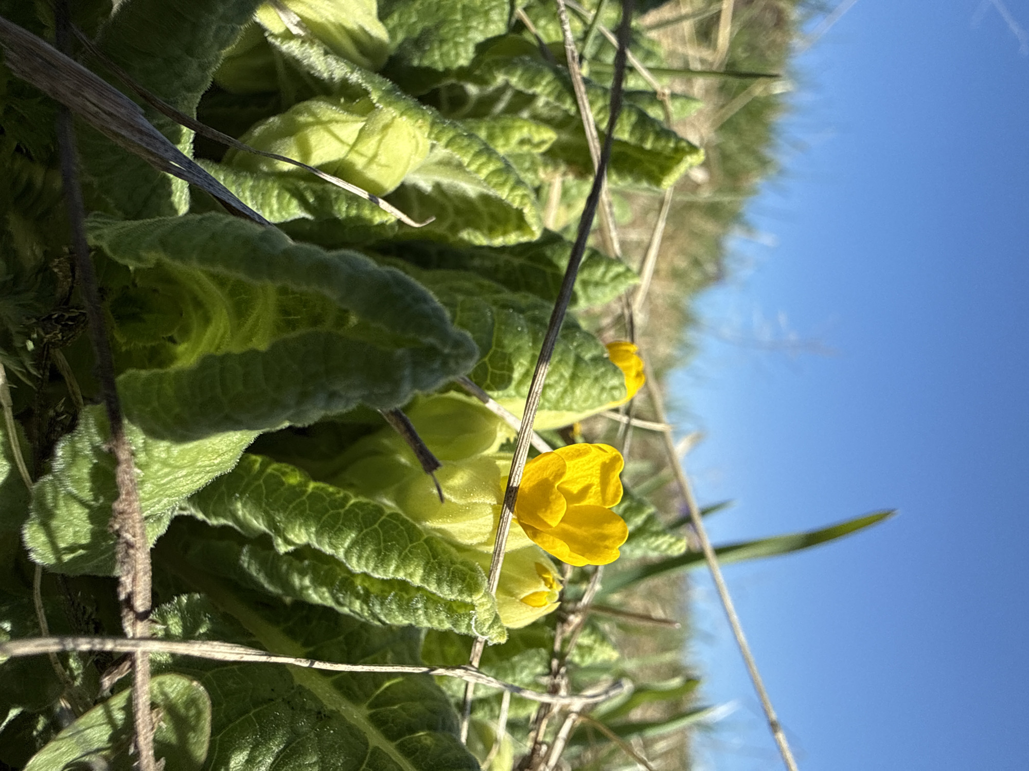 The image depicts a close-up view of a group of plants with textured green leaves. A vibrant yellow flower is in bloom amidst the foliage. Thin, dry twigs are interspersed among the leaves. The background shows a blue sky and grassy area, suggesting an outdoor environment. The location, Tyulyuk, Russia is unconfirmed from the information presented in the visual data, and therefore must be considered unsupported.