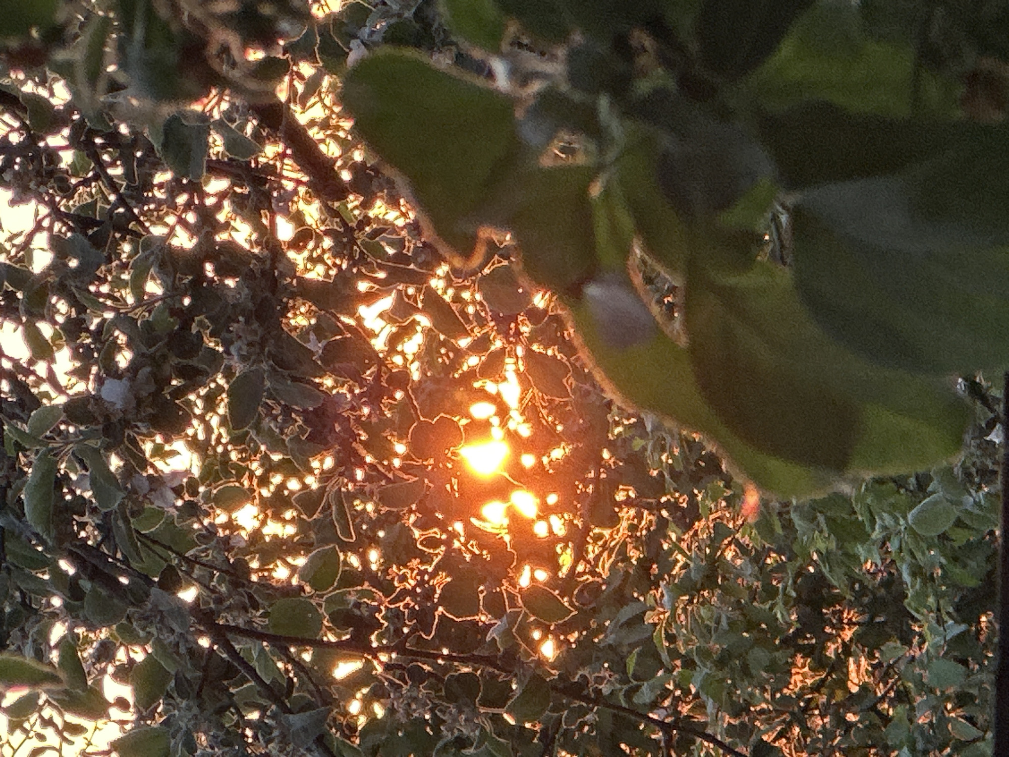 The image shows a view looking up through the foliage of a tree. Sunlight is filtering through the leaves, creating bright patches of light in the center of the frame. The leaves are green and silver, with some in sharp focus and others blurred. The location is unknown, it could be Chaikovsky, Russia but the provided data does not have enough detail to verify this information.