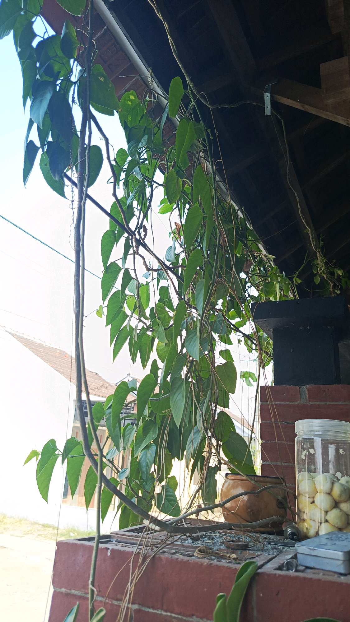 In Babadan, Indonesia, a vibrant green vine drapes over a structure with a tiled roof. The vine's leaves are lush and varied in size and shape, with some tendrils reaching downwards. Beneath the vine, a reddish-brown brick ledge supports several objects. These include a brown ceramic pot, a clear glass jar filled with light-colored, round items, and a small metallic tin. The background shows a white building and a clear sky. The scene appears to be an outdoor area, possibly a veranda or patio, suggesting a residential or commercial setting.