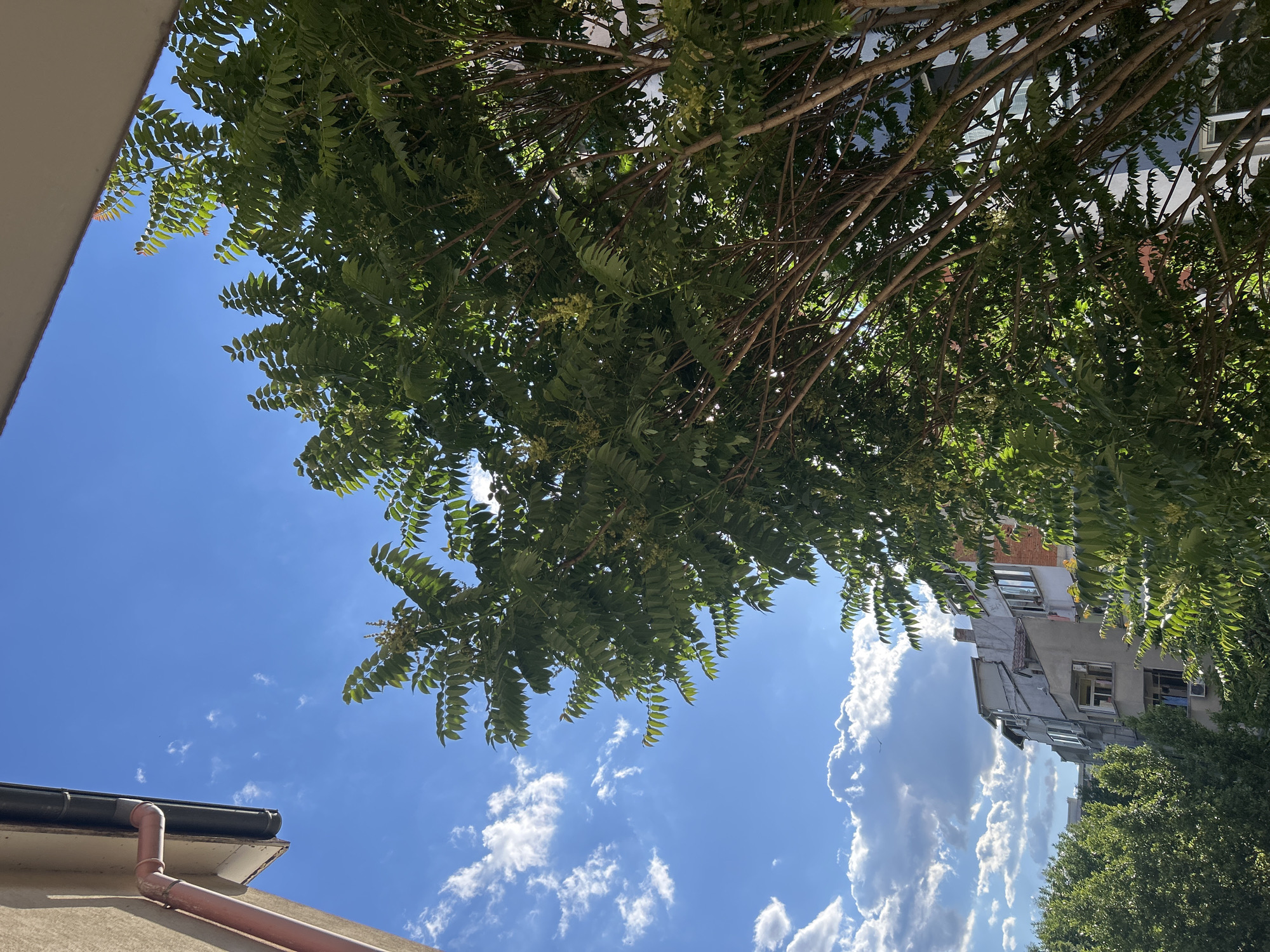 The image shows a view of the sky with some clouds and a tree in the foreground. In the background, there are buildings that appear to be part of a city. The sun is shining, and the sky is blue. On the left side of the image, there is a portion of a building with a downspout. The tree has green leaves and thin branches. The buildings in the background are multi-story residential structures. The overall scene suggests an outdoor urban environment on a clear day.