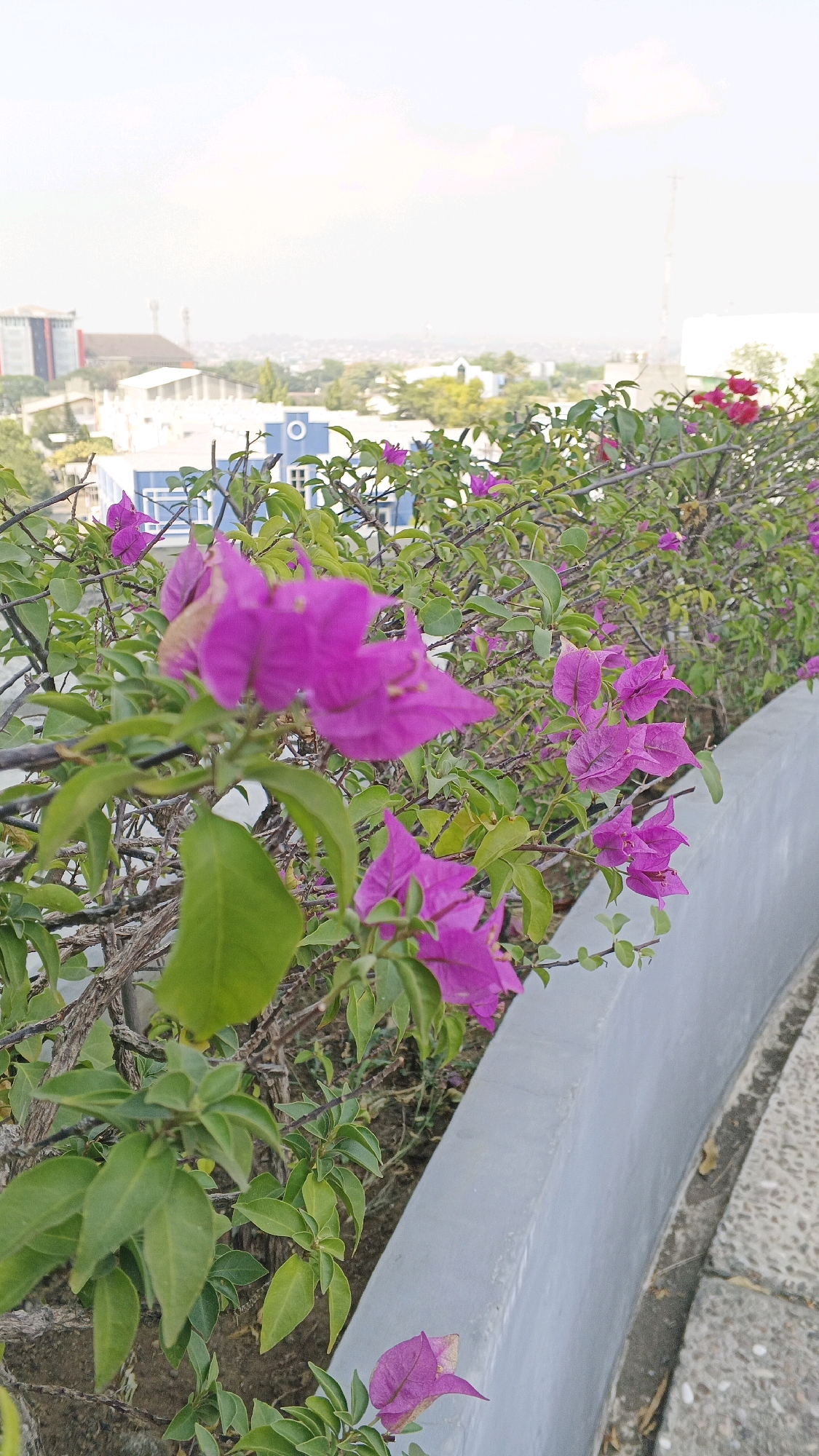 The image shows a close-up view of vibrant pink bougainvillea flowers and green leaves in a planter box. The planter box has a curved, light gray concrete wall bordering it. Beyond the flowers and planter, a city skyline is visible, including buildings and trees. The sky is overcast and bright. The architecture of the buildings in the background suggests an urban environment, possibly in Semarang, Indonesia, given the distinct style of the blue building with a circular window and the presence of taller, modern structures. The perspective is from a slightly elevated viewpoint, looking down and across the landscape. There are no people or animals visible in the frame. The overall scene is one of natural beauty contrasted with an urban backdrop.