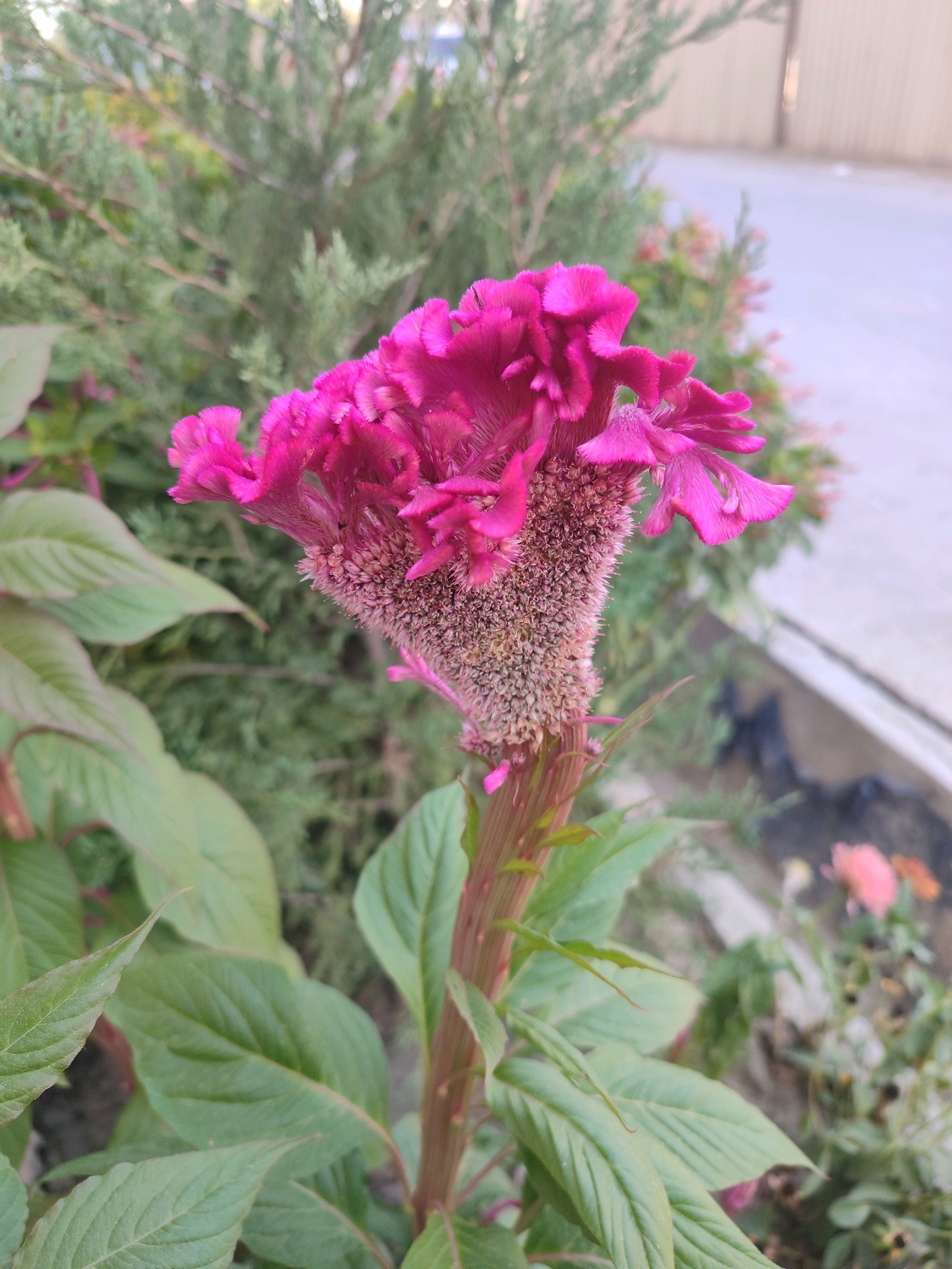 This is a close-up, slightly angled photograph of a vibrant pink Celosia flower, also known as cockscomb, with its characteristic ruffled, brain-like bloom. The flower stem, a reddish-brown, is visible extending downwards, supported by large, deep green leaves. In the background, there are blurred green bushes and a light-colored, possibly paved, area, suggesting an outdoor setting. While the specific location within Tashkent, Uzbekistan is not discernible from the image, the presence of cultivated flowers and greenery implies it could be a park, garden, or a residential area with landscaping. There are no people or discernible actions captured in this still life image of the flower.