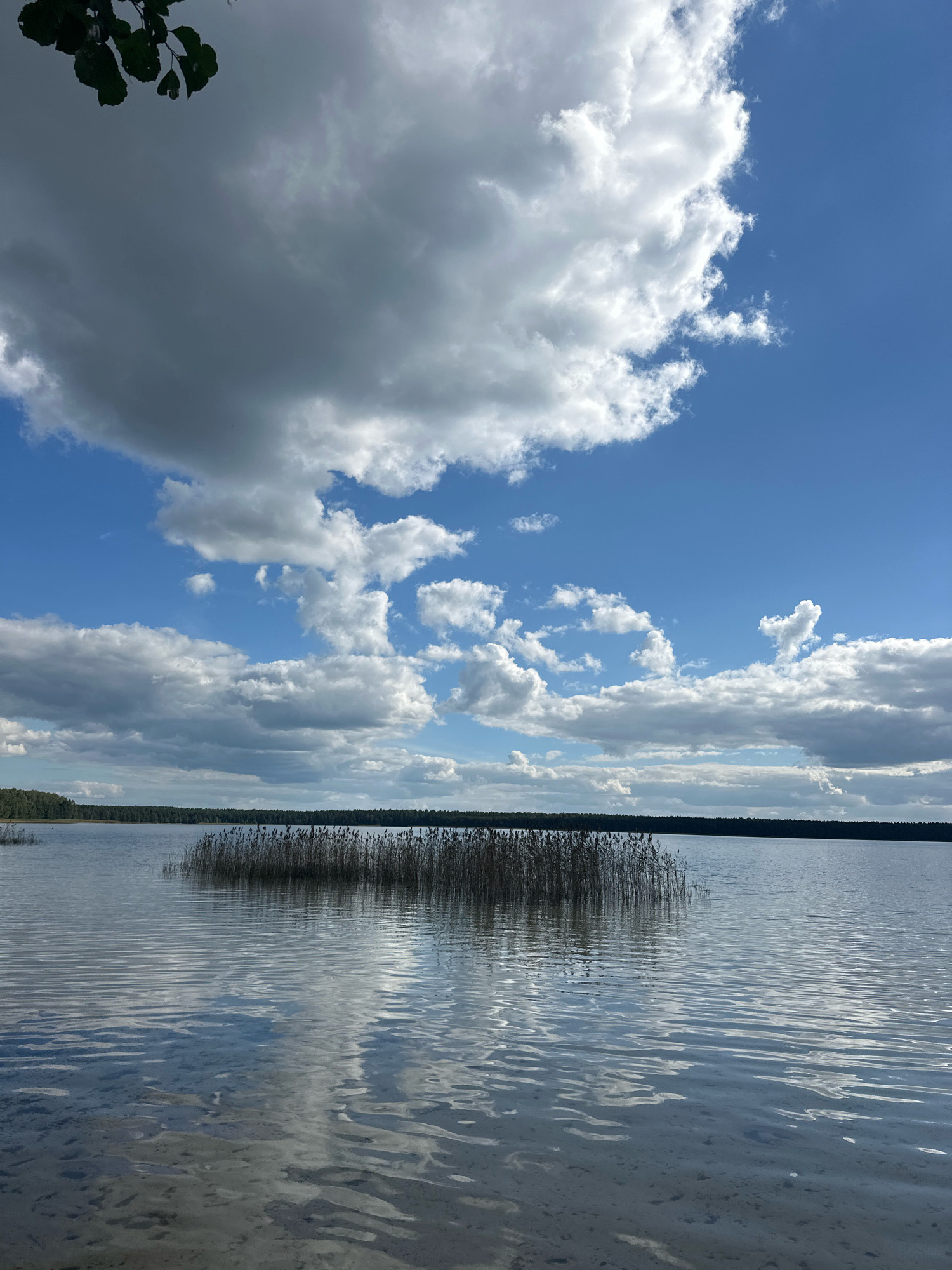 The image depicts a tranquil lake scene with a clear blue sky, partially obscured by large, white and gray cumulus clouds. The foreground shows the calm surface of the lake, reflecting the sky and some sparse vegetation on the sandy bottom. A dense cluster of reeds stands in the middle ground, emerging from the water. In the background, a dark line of trees forms the horizon, suggesting a forested area surrounding the lake. The overall impression is one of natural beauty and serenity. The location is identified as Мядзельскі сельскі Савет, Belarus. There are no people or active elements visible in the image.