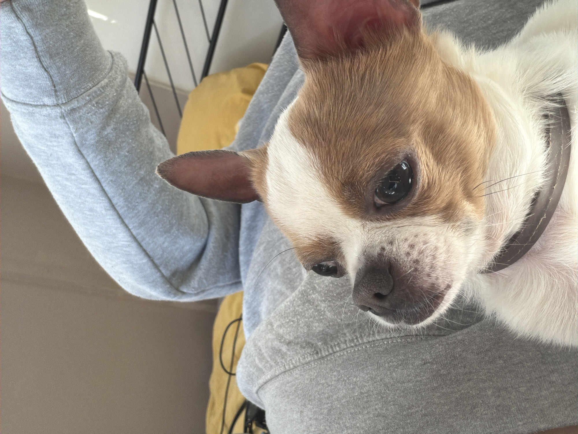 A close-up, high-angle shot captures a small, short-haired dog with brown and white fur, held or resting on a person wearing a grey sweatshirt. The dog, possibly a Chihuahua or similar breed, has prominent upright ears with pinkish interiors, a white blaze on its forehead extending down its snout, and dark, watchful eyes. A dark-colored collar is visible around its neck. Its fur is a warm brown over its head and ears, contrasting with the white fur on its chest and the lower part of its face.
The dog is looking slightly upwards and to the right of the frame, giving it an attentive or curious expression. The person's arm, clad in a grey sweatshirt, extends from the upper left, while the dog's body rests against the person's torso, also covered by the sweatshirt. The fabric of the sweatshirt shows signs of wear, with some pilling visible, particularly on the cuff area.
In the background, a soft yellow object, possibly a cushion or blanket, is partially visible behind the dog's left ear and the person's arm. Behind that, a dark, grid-like structure (potentially a chair back or a crate) adds a subtle geometric element. The lighting suggests an indoor setting during the daytime, with soft, natural light illuminating the scene, creating reflections in the dog's eyes. No visible text is present in the image. The overall mood is intimate and domestic.