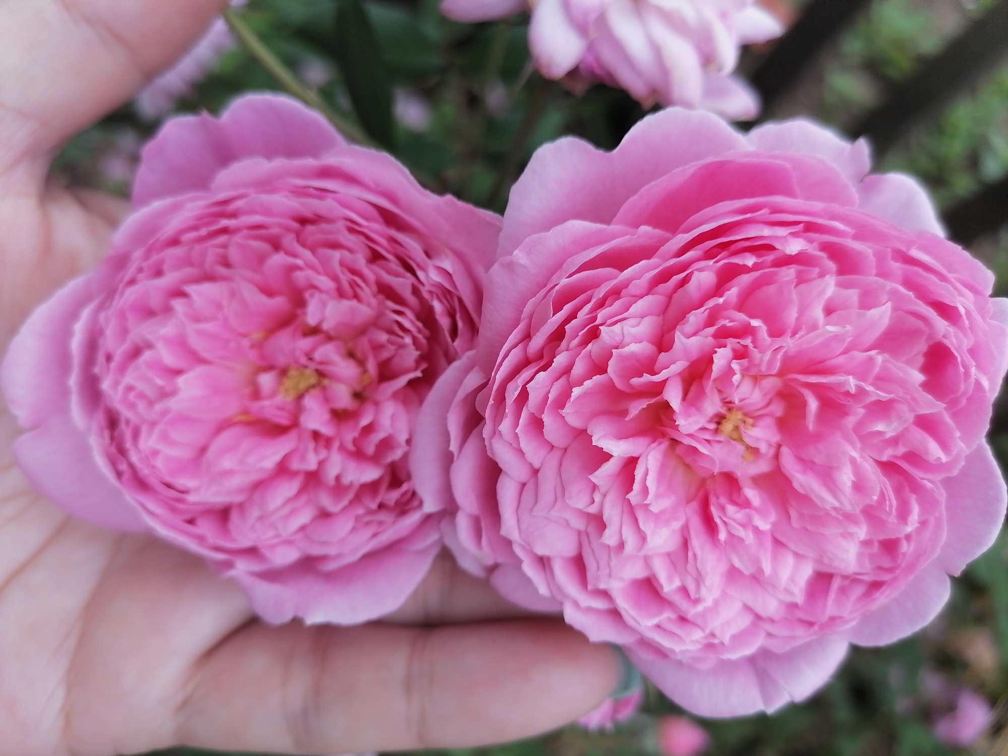 Two fully bloomed pink roses are held in a person's hand. The roses have many ruffled petals and a yellow center. The background is blurred, showing some greenery and other pink flowers. The image is a close-up shot. The location of Lobkovo, Russia, is not visible in this image.