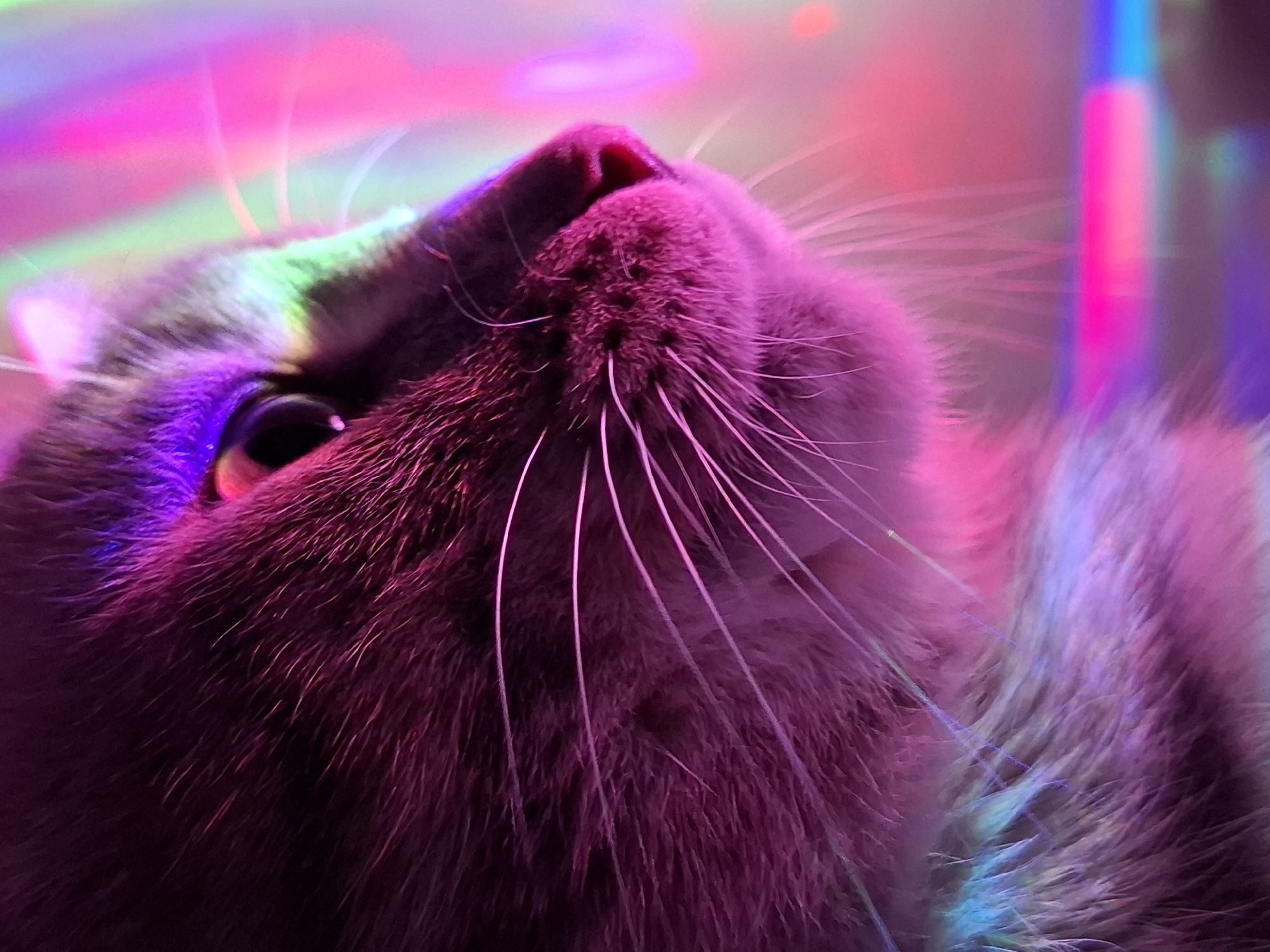 Close-up view of a cat's face looking upwards, illuminated by various neon lights, predominantly pink, purple, and green. The cat has gray fur, pink nose, and pink whiskers, The cat's eye is visible. The location is not discernible from the image.