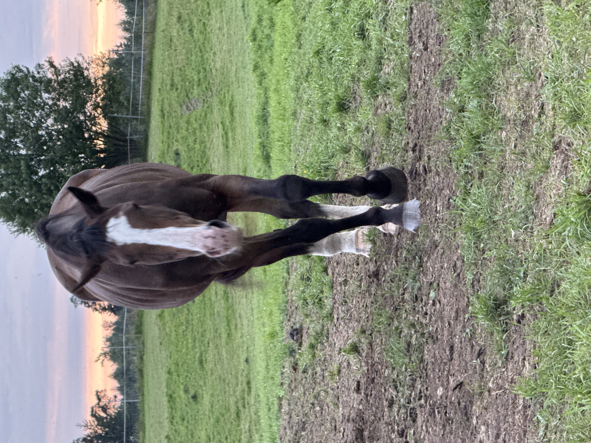 A brown horse with a white blaze on its face walks towards the camera in a grassy field. The horse has black lower legs and white socks on its front legs. In the background, there are trees and a fence, with a pink and orange sky at dusk. The ground in the foreground is a mix of dirt and grass. The location is a rural area, possibly a farm, in Galinė, Lithuania.