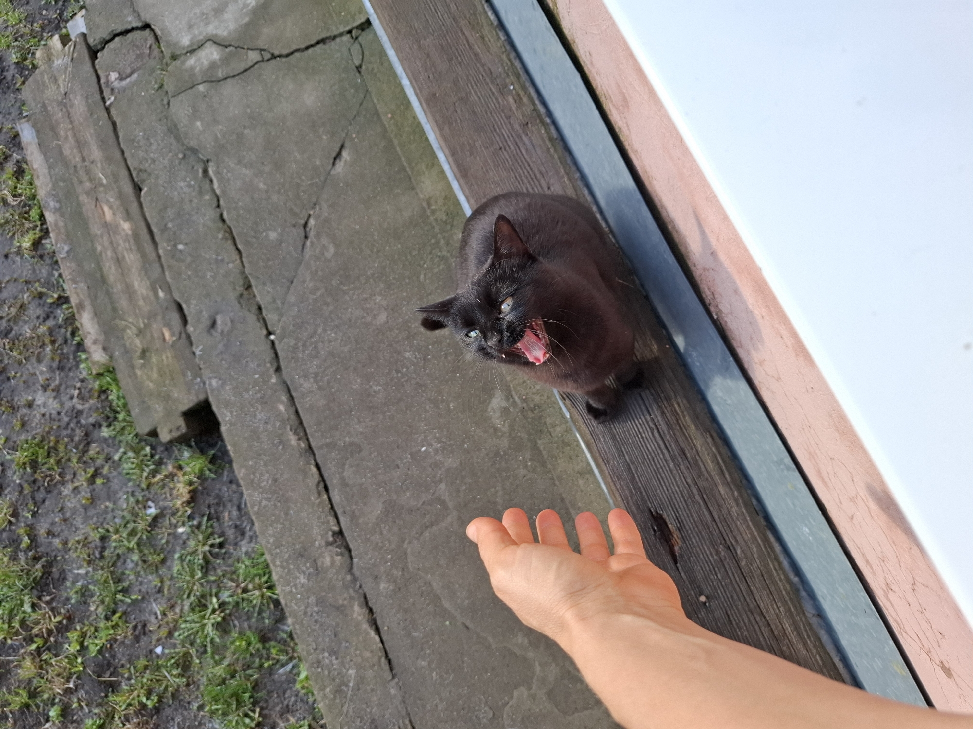 A black cat is seen from above, with its mouth open, near a person's outstretched hand. The cat is standing on a weathered wooden surface, next to a building with a white exterior. To the left, there is a cracked concrete pathway with some sparse vegetation. The location is likely Khlevnoye, Russia. The action appears to be either someone offering something to the cat, or potentially the cat reacting defensively.