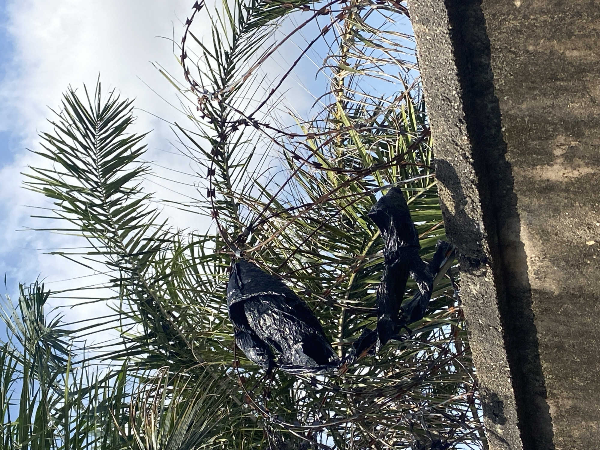The image shows a close-up view of palm fronds intertwined with barbed wire. A black plastic bag is caught on the barbed wire, partially obscuring some of the fronds. To the right, a textured concrete structure, possibly a wall or pillar, is visible, casting a shadow. The sky in the background is blue with scattered white clouds, suggesting daylight. The scene appears to be outdoors, with a focus on the entanglement of natural elements with man-made objects. There is no visible text in the image.