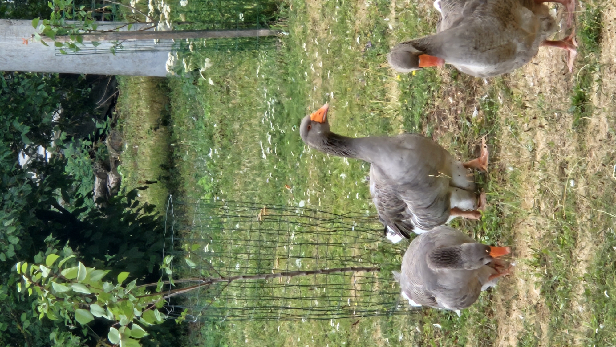 Three grey geese with orange beaks are in a grassy yard. One goose is in the foreground on the right, facing left. Another goose is in the middle, facing right. The third goose is on the left, facing down towards the ground. A small tree is to the left of the geese, surrounded by a wire cage. In the background, there are trees and a wooden pole. The image is taken in the city of Prešov, Slovakia.
