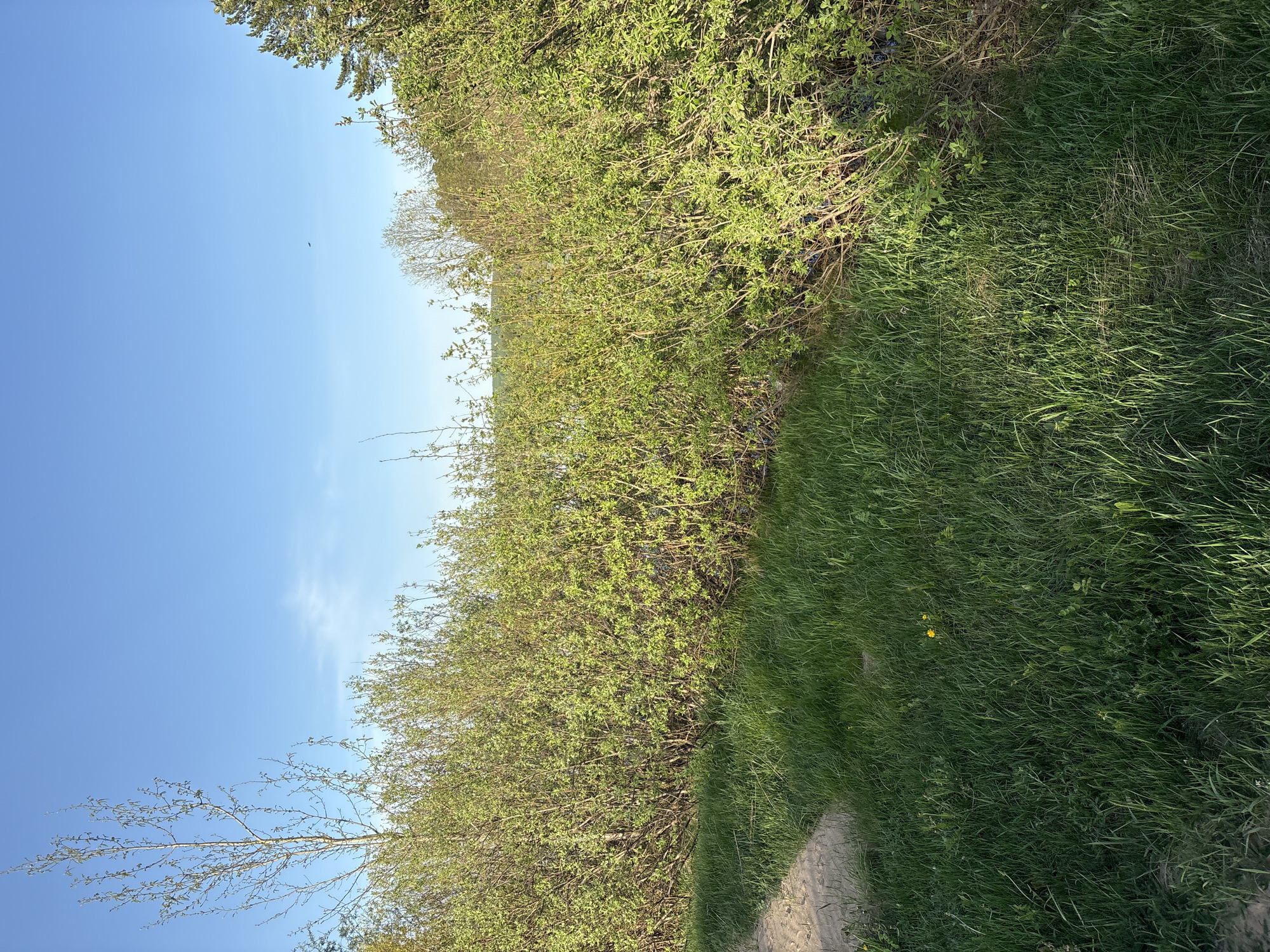 The image depicts a grassy path running along the edge of a dense green hedge. The sky is blue, with a few scattered wisps of cloud. The path appears to be worn, possibly from foot traffic. There are no people or animals visible. The location cannot be determined from the image without additional information.