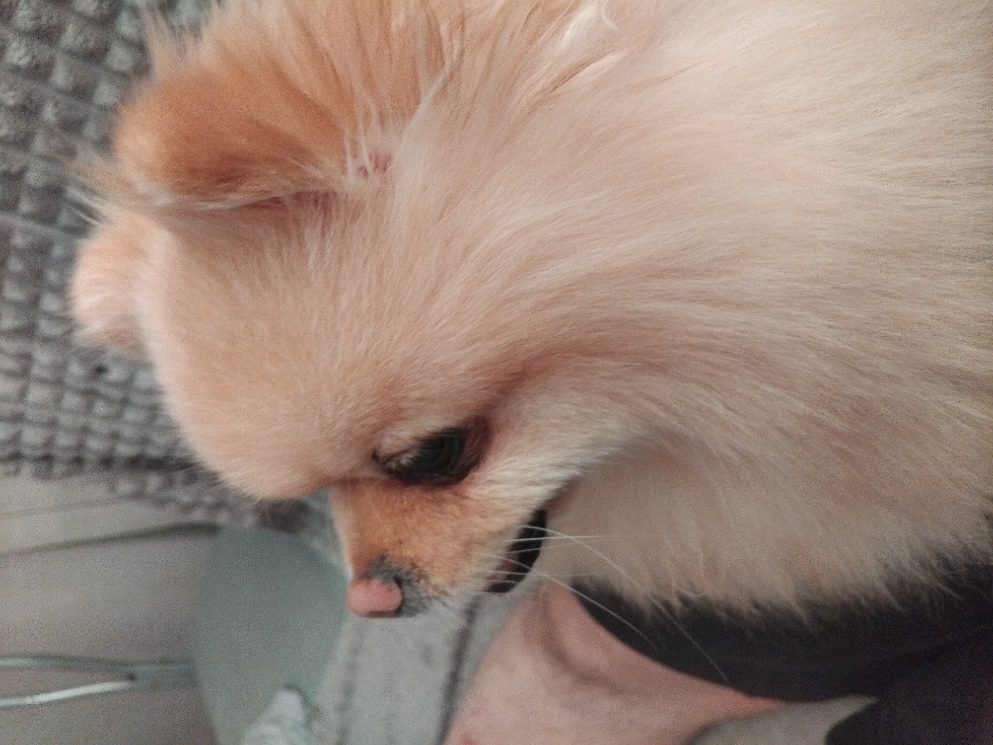 A close-up shot shows the profile of a small, fluffy dog with light brown fur. The dog's pink nose and dark eye are visible. The dog appears to be lying down, with its head resting on a textured surface, possibly a blanket. The background is softly blurred, with a hint of a grey, woven pattern. A person's bare leg, covered by dark fabric on the lower portion, is visible in the lower left quadrant of the image, suggesting the dog is in close proximity to a human. The lighting is soft and diffused, creating a warm and intimate atmosphere. The image captures a moment of rest or quiet observation for the animal. The location in the city of Apriltsi, Bulgaria, is not discernible from the visual information presented in the image.