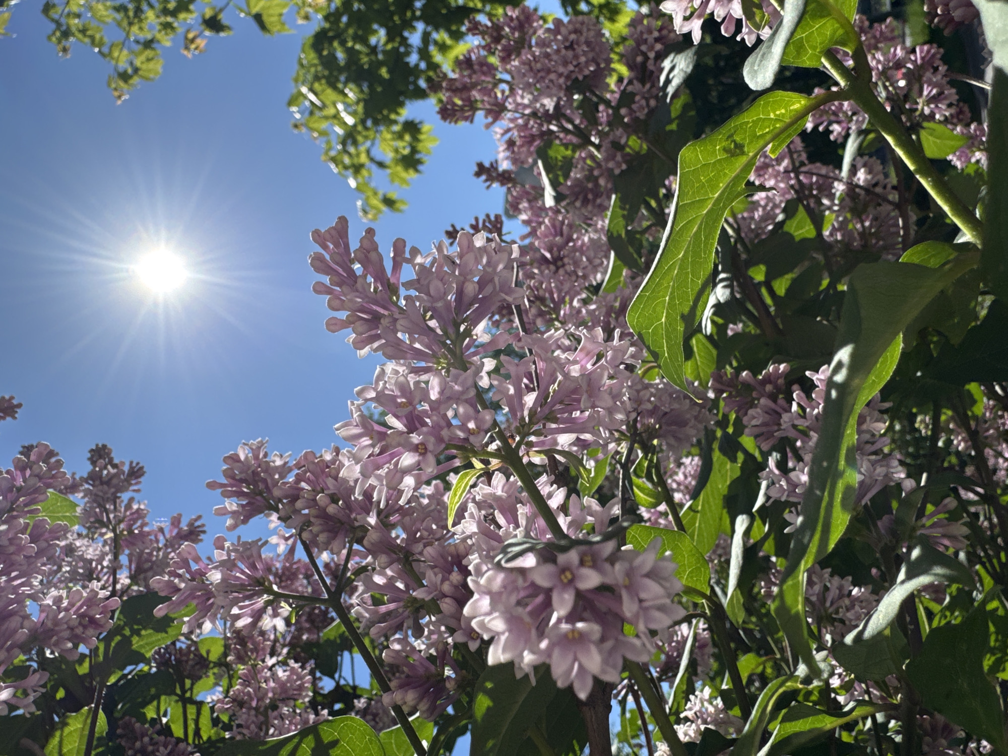 The image displays a low-angle view looking upwards through blossoming lilac branches against a clear, bright blue sky. Clusters of light purple and pink lilac flowers, along with vibrant green leaves, dominate the foreground and midground. The sun is prominently featured in the upper left section, appearing as a bright, starburst-like orb with visible rays, indicating a clear, sunny day. The intense sunlight backlights many of the leaves and flower petals, creating a glow and highlighting their forms. Some of the leaves show detailed venation. The overall scene conveys a feeling of a vibrant spring or early summer day in bloom. No human figures or discernible text are visible. The setting is an outdoor natural environment, such as a garden or park in Saint Petersburg, Russia.