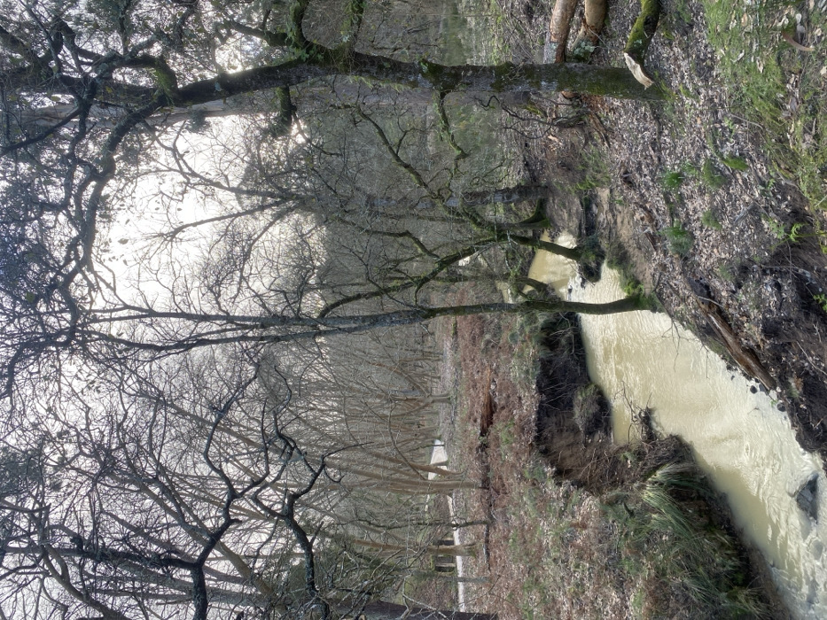 The image displays a forest scene in Mafra, Portugal, characterized by a narrow, winding stream flowing from the upper left to the lower right. The water in the stream is a light, muddy brown, with eroded banks of dark earth and exposed roots. Numerous bare-branched deciduous trees, some with moss or lichen on their trunks, dominate the foreground and mid-ground. The forest floor is covered with a mix of brown fallen leaves, bracken, and scattered areas of green vegetation and exposed soil. Several fallen tree trunks and cut wood pieces are visible along the stream banks and within the forest. A distinct, lighter-colored path or clearing can be seen in the distant background. The sky, partially visible through the dense, bare tree canopy, appears bright and overcast, creating diffuse lighting. No people, animals, or artificial structures are present in the frame.