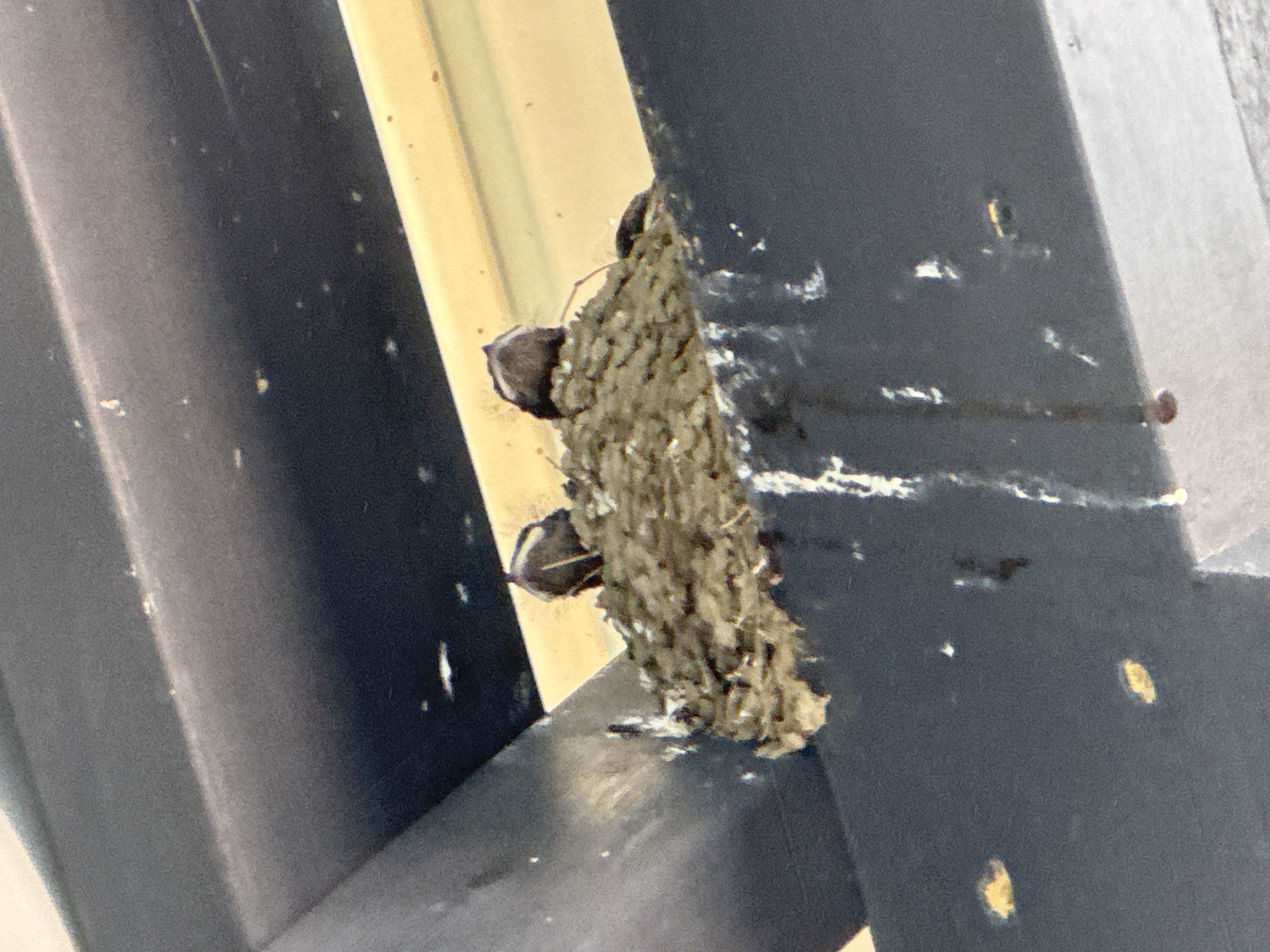 The image shows a bird's nest on a dark horizontal beam, likely part of an outdoor structure. Three small birds, appearing to be nestlings, are visible in the nest, with their heads peeking over the edge. The nest is constructed of mud and possibly other natural materials. The background consists of dark and yellow surfaces, suggesting the nest is located under an overhang or within an architectural feature. There is no visible indication of the city of Toksovo, Russia. The scene is observed from a low angle looking upwards at the nest.
