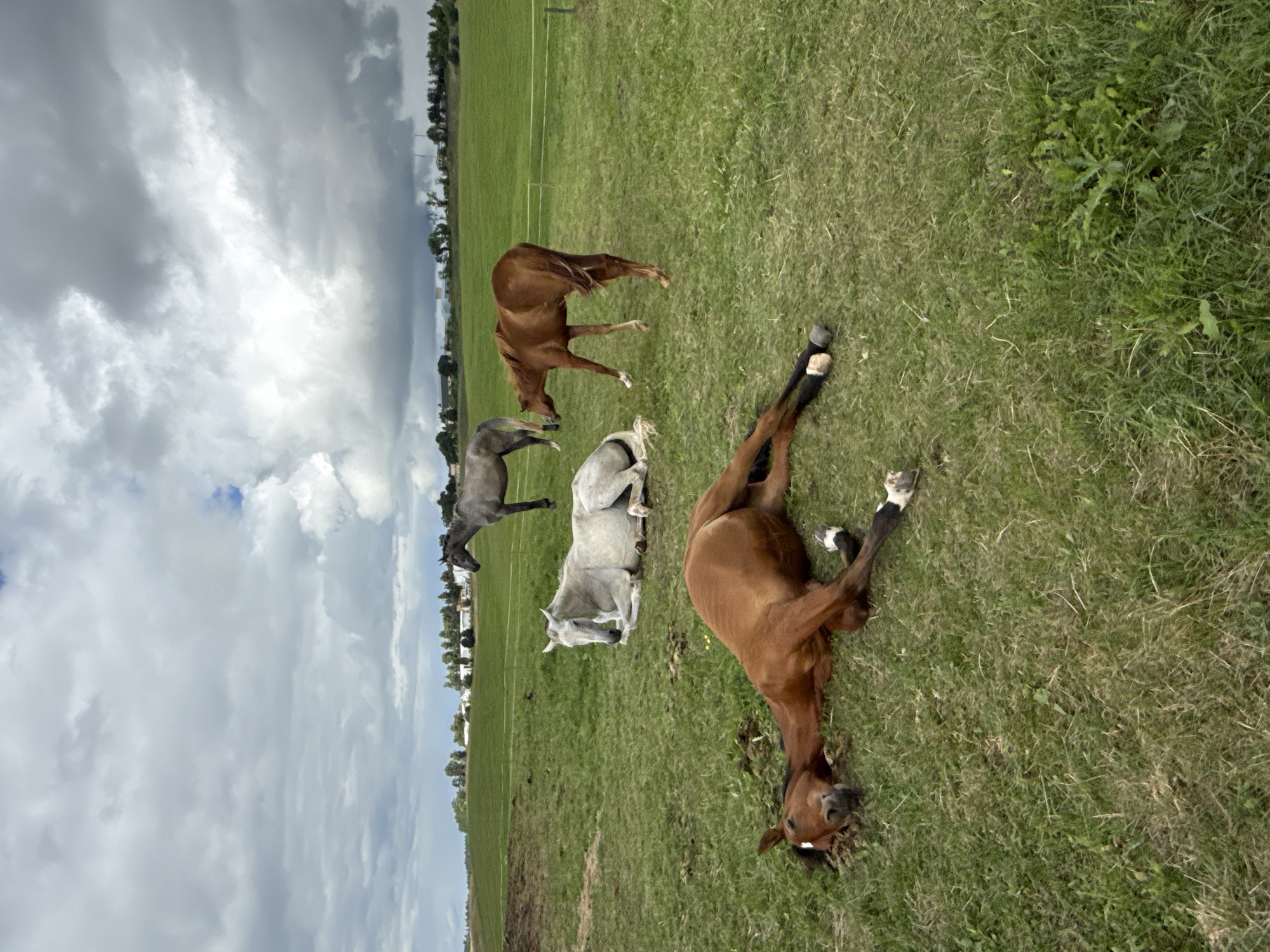 The image depicts a pastoral scene on a cloudy day, likely in the city of Galinė, Lithuania. Four horses are present in a grassy field. In the foreground, a brown horse is lying on its side with its legs splayed out. To its left and slightly behind, a white horse is resting on its side. Further back and to the right, a second brown horse is standing, facing left. In the distance, a grey horse stands facing right. The field is green and appears to be a pasture, with a white fence visible in the background. A line of trees and buildings can be seen on the horizon. The sky is filled with dramatic, dark clouds.