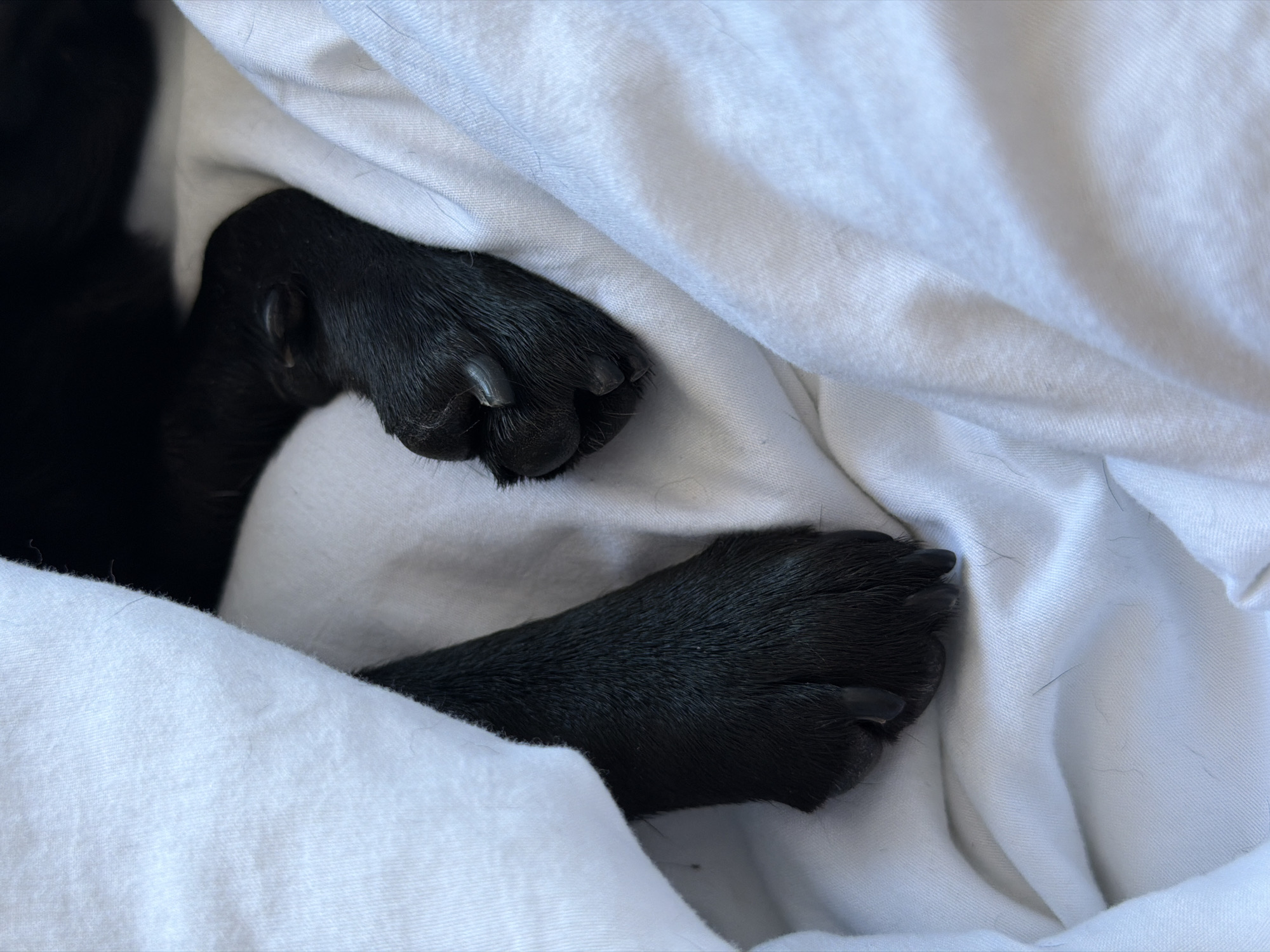 The image shows a close-up view of two black paws of an animal, likely a dog, resting on a crumpled white fabric. The paws are dark and furry, with visible claws on the toes. The fabric is soft and appears to be a blanket or bedding, with folds and wrinkles creating shadows. There are a few stray dark hairs visible on the white fabric, possibly shed by the animal. The lighting suggests an indoor setting, possibly a home. The image is a still life, focusing on the textures and details of the paws and fabric. There is no indication of a specific location in Sirius, Russia, or any other geographical context.