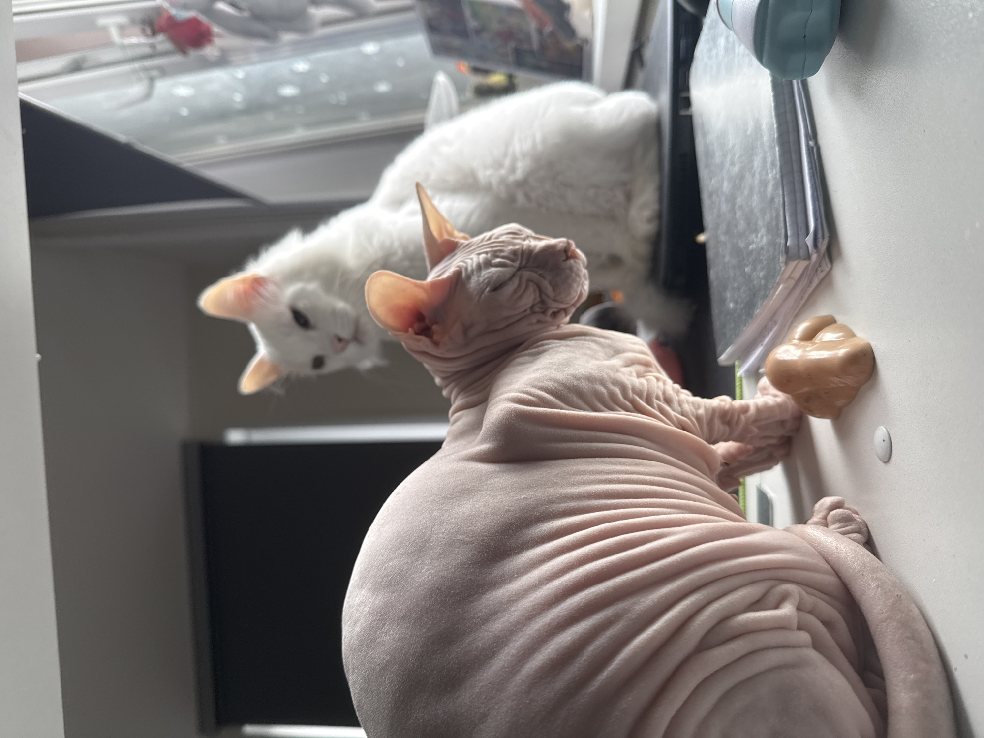 A close-up, slightly tilted, indoor shot shows a pink, hairless Sphynx cat lying near the edge of a white countertop or desk, with a white, fluffy cat looking on from behind. The Sphynx cat appears to be resting or stretching, with its eyes closed or partially closed. It's near an oval, tan-colored object, possibly a knob or decoration, attached to the vertical surface of the desk/countertop. To the left and in the background, a window and a partial view of a dark electronic device, possibly a monitor, are visible. A notebook and other stationary are to the right of the pink cat.
No information about Krasnoyarsk or people is visible in the image.