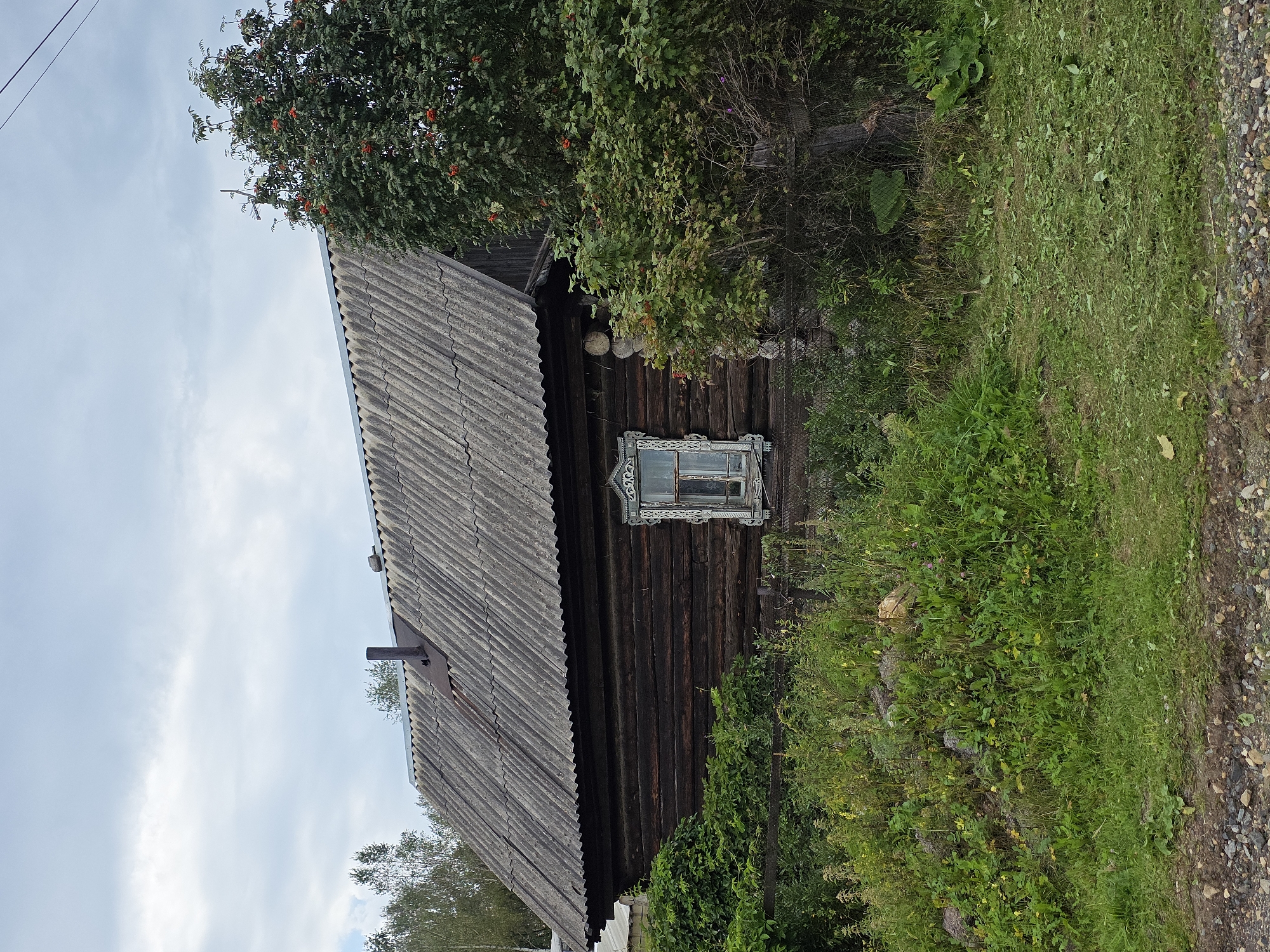 The image depicts a weathered, dark wooden log cabin with a corrugated metal roof. A single, ornate window with carved blue and white trim is visible on the front of the structure. The cabin is partially overgrown with lush green vegetation, including bushes and tall grass. To the right of the cabin, a tree with red berries is prominent. In the background, more trees and a cloudy sky are visible. The foreground shows a rough, gravelly area. The scene is set in an outdoor environment, likely rural, with no people or animals present. The overall impression is one of rustic simplicity and the passage of time.